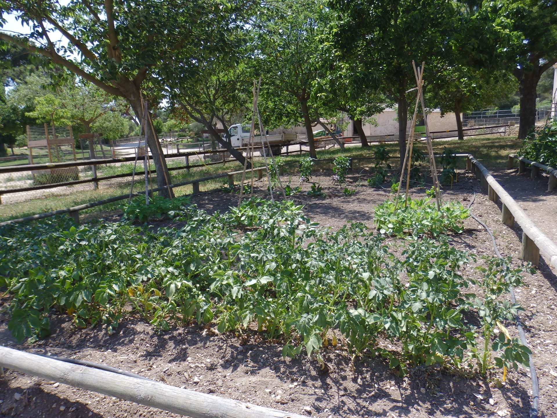 Dcouverte du potager de la ferme pdagogique