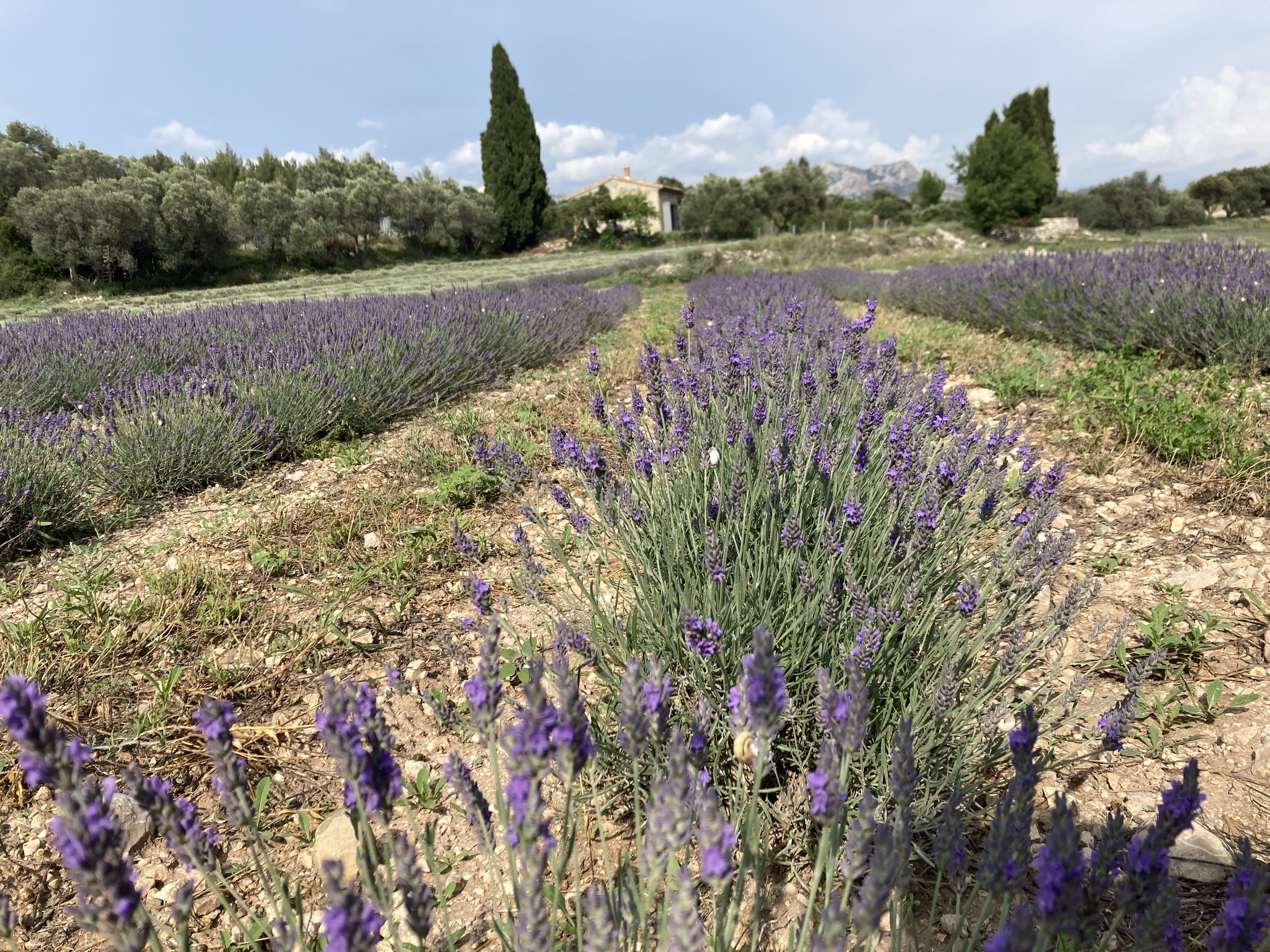 Cueillette et distillation : La lavando dis Aupiho