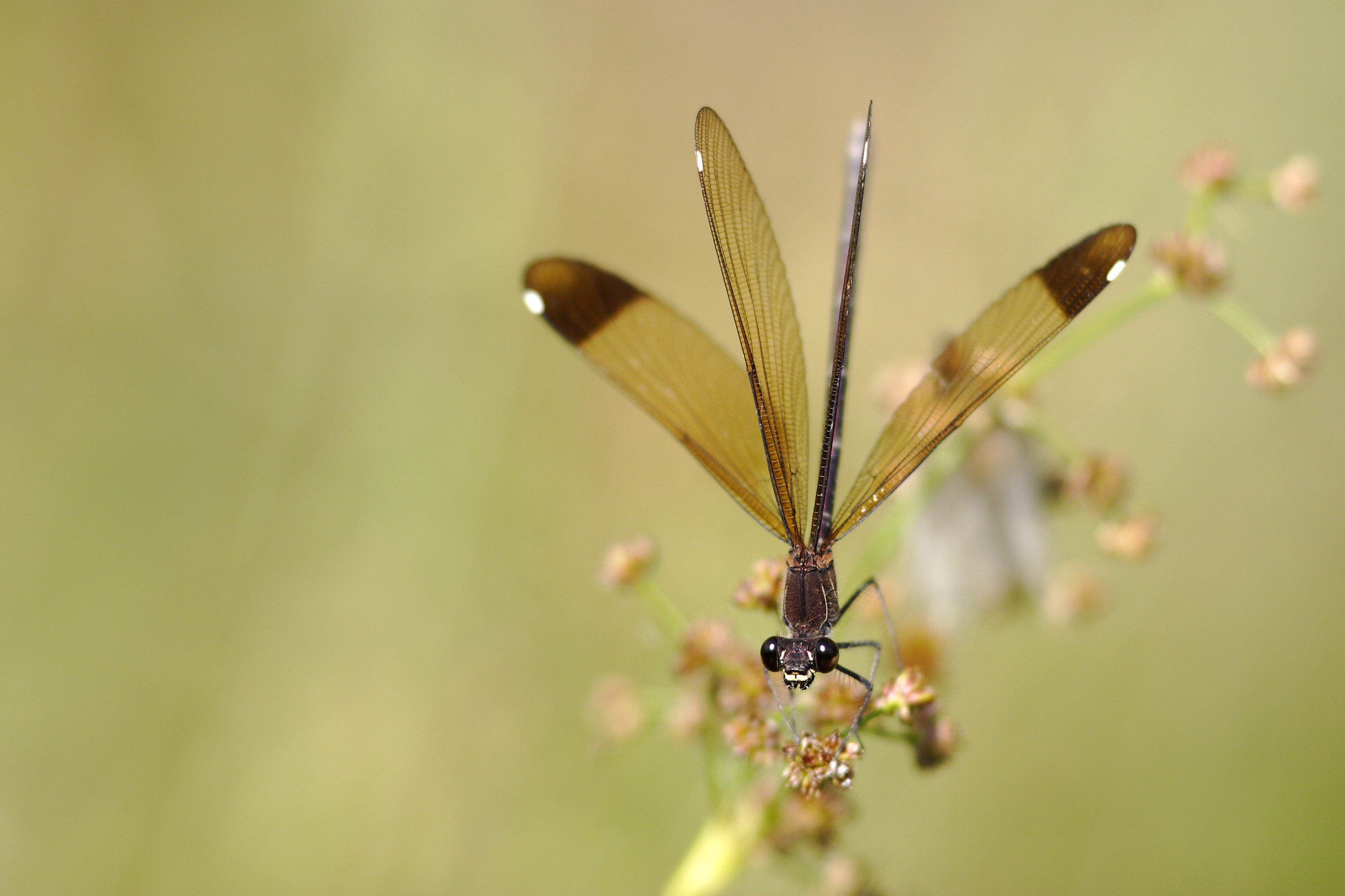 Sortie nature : Libellule ou Demoiselle ?