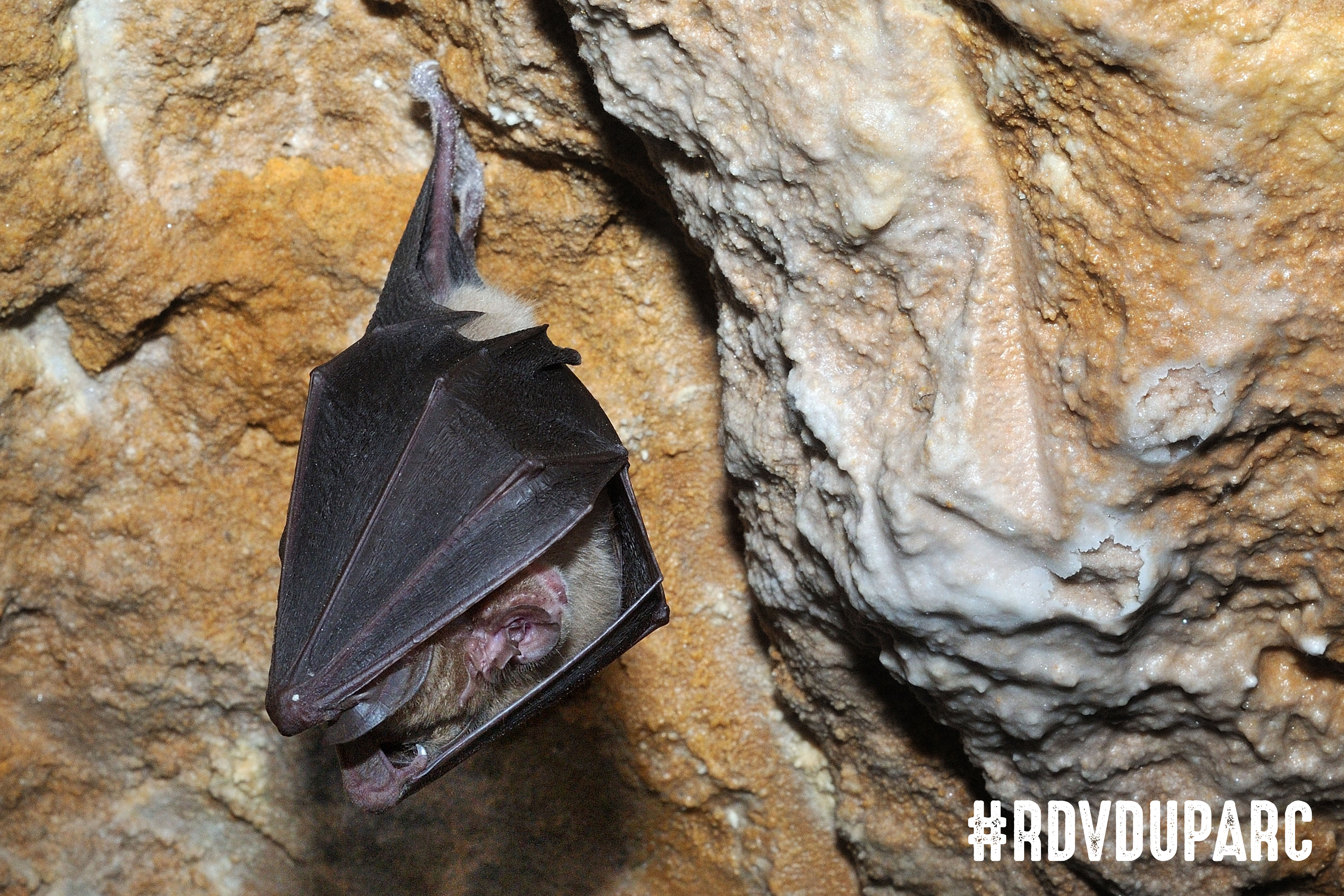  l'coute des chauves souris  Mazaugues #RDVduParc