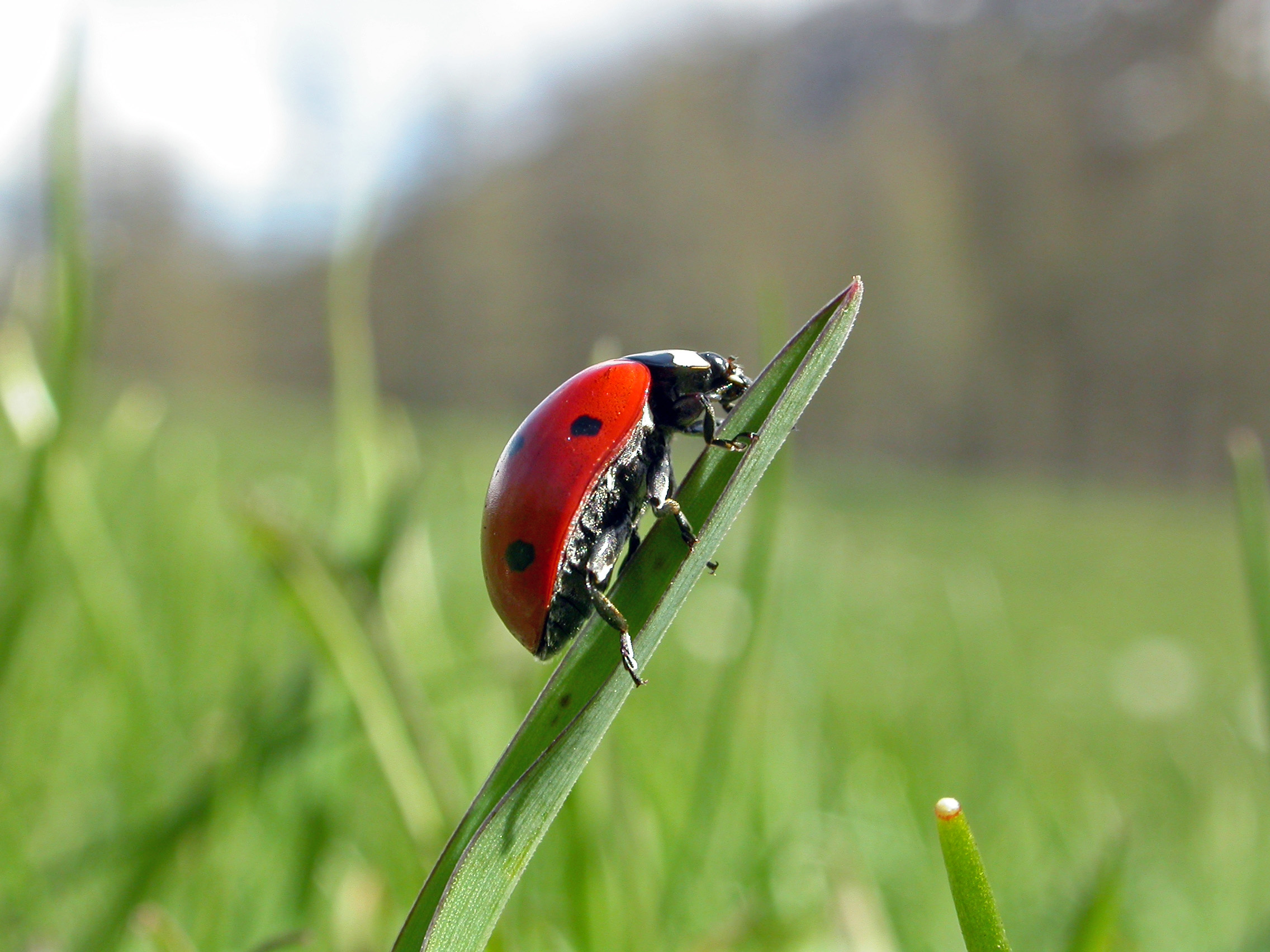 Dcouverte des insectes du jardin : observation, jeux et bricolage