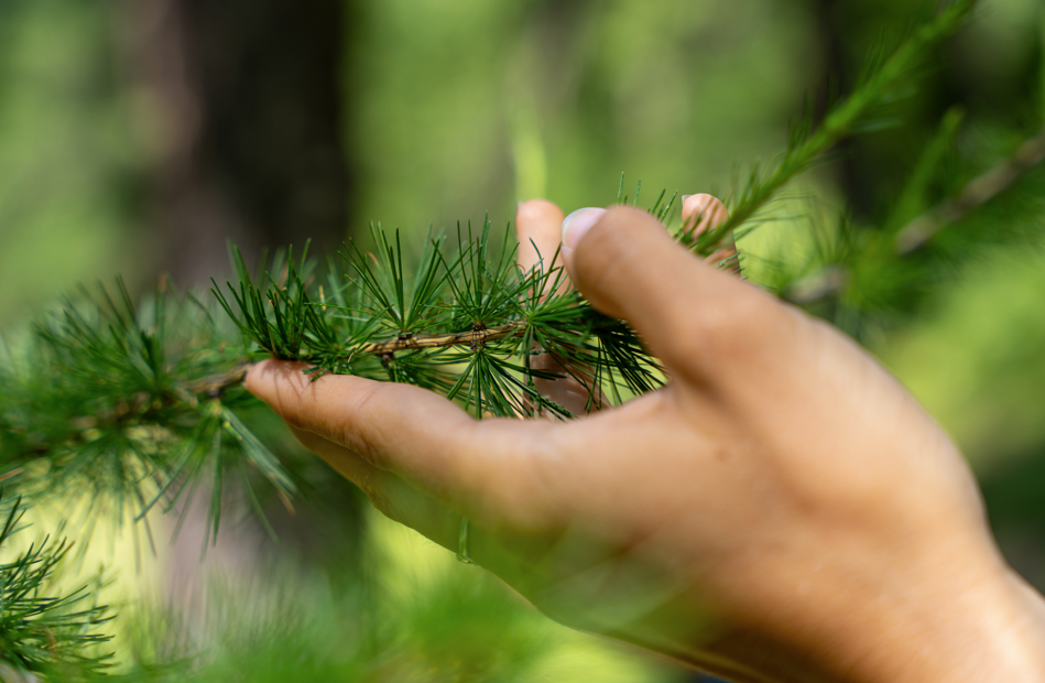 Pure Flow : Plantes mdicinales et comestibles