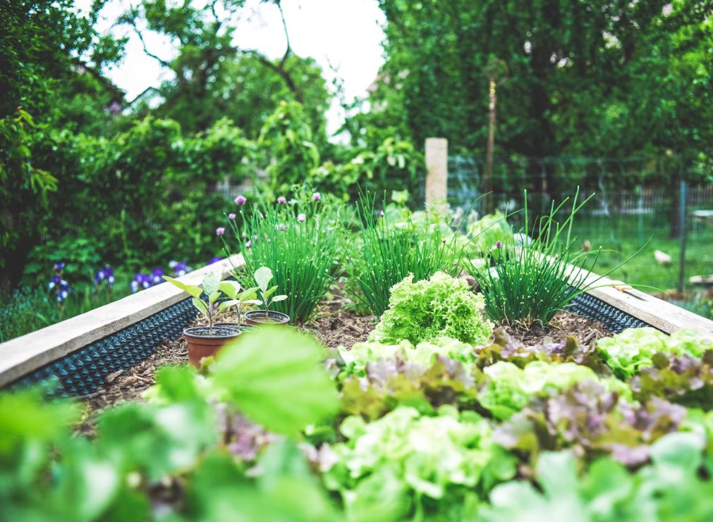 Rendez-vous aux jardins des cerises du Goparc