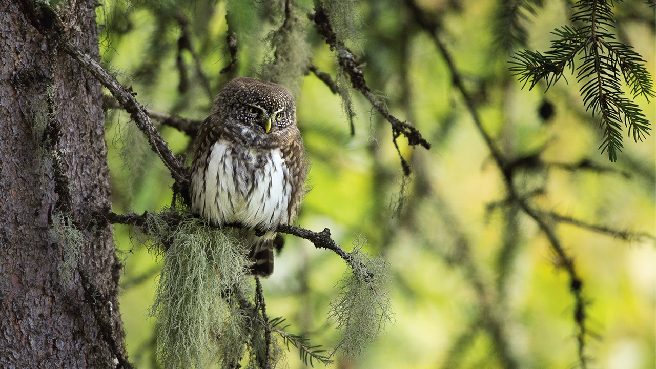 Premires Loges : film sensible sur les chouettes de montagne et les autres habitants des vieilles forts