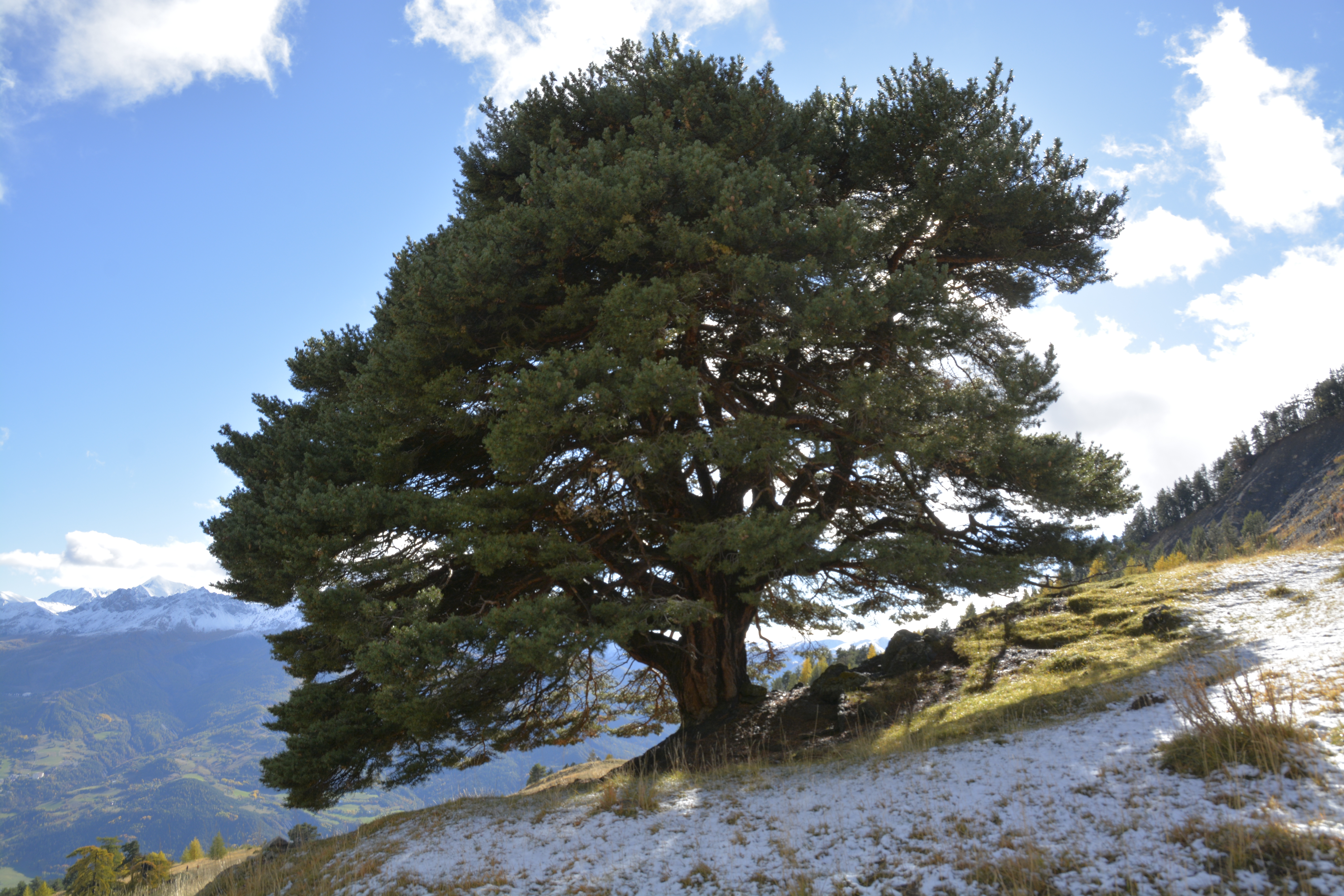 Confrence en plein-air : Communication des plantes et des arbres, une approche sensible et scientifique