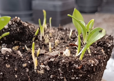 Atelier multiplication de plantes