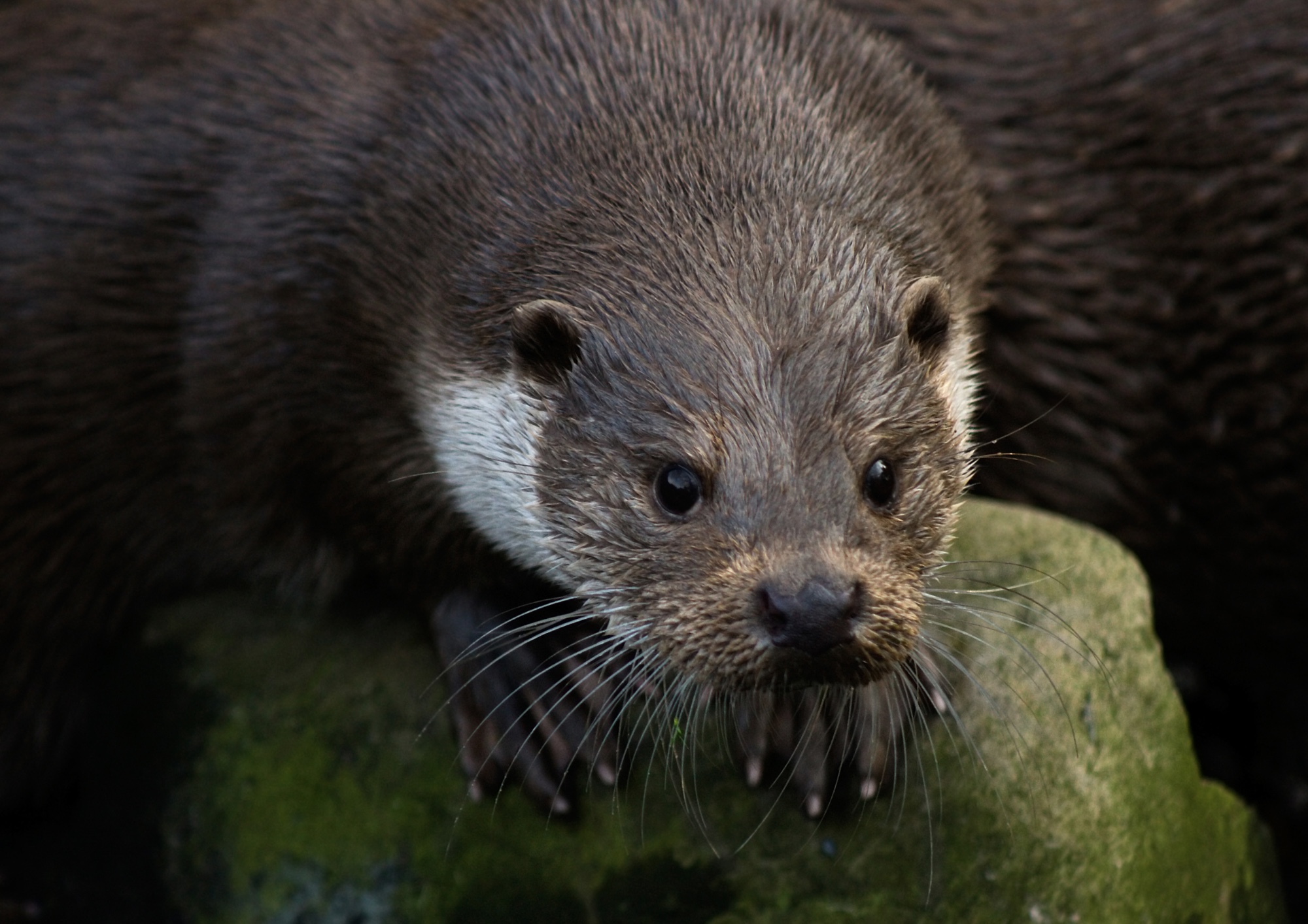 La loutre en toute intimit !