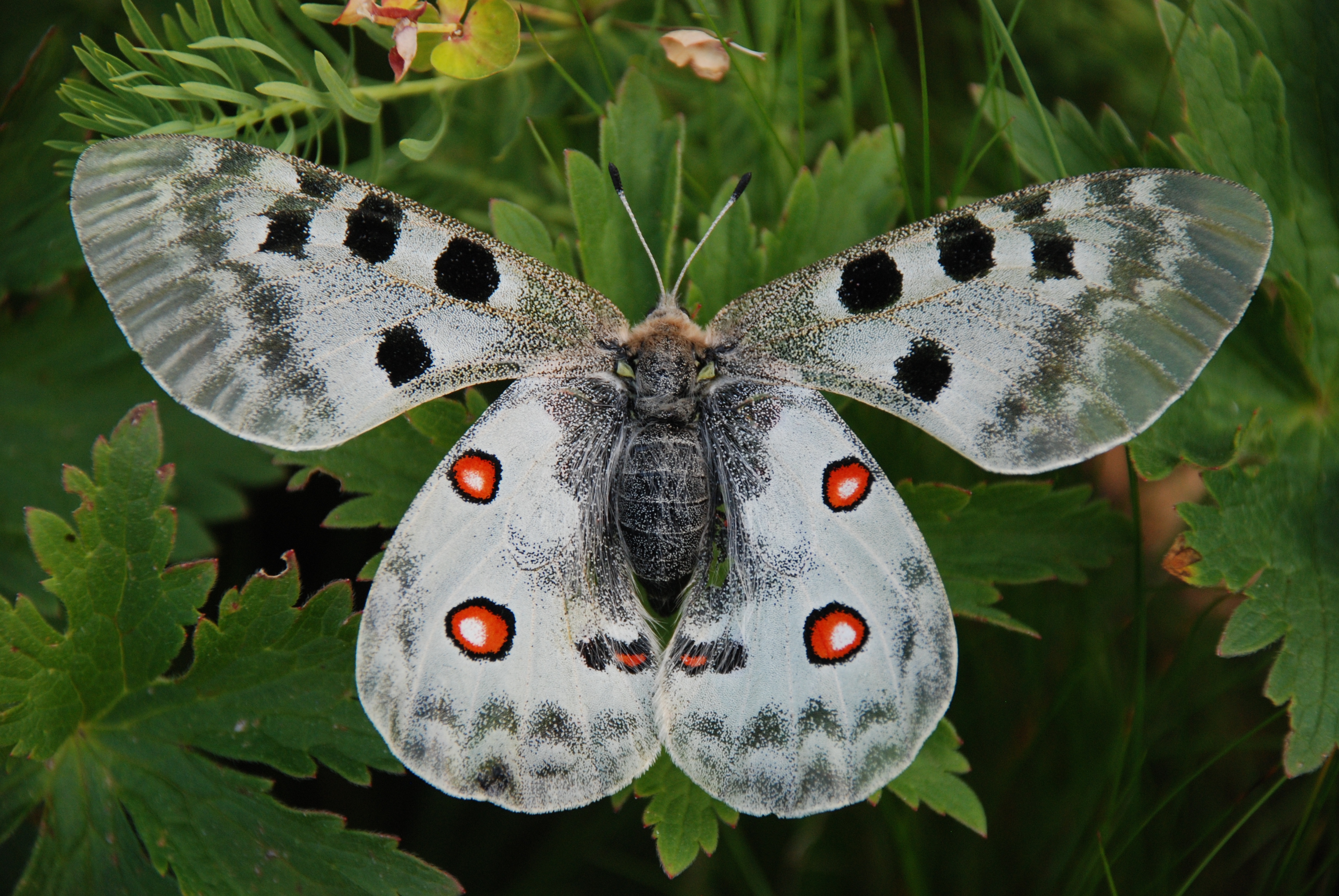 Les secrets du Jardin  Papillons d'Allos