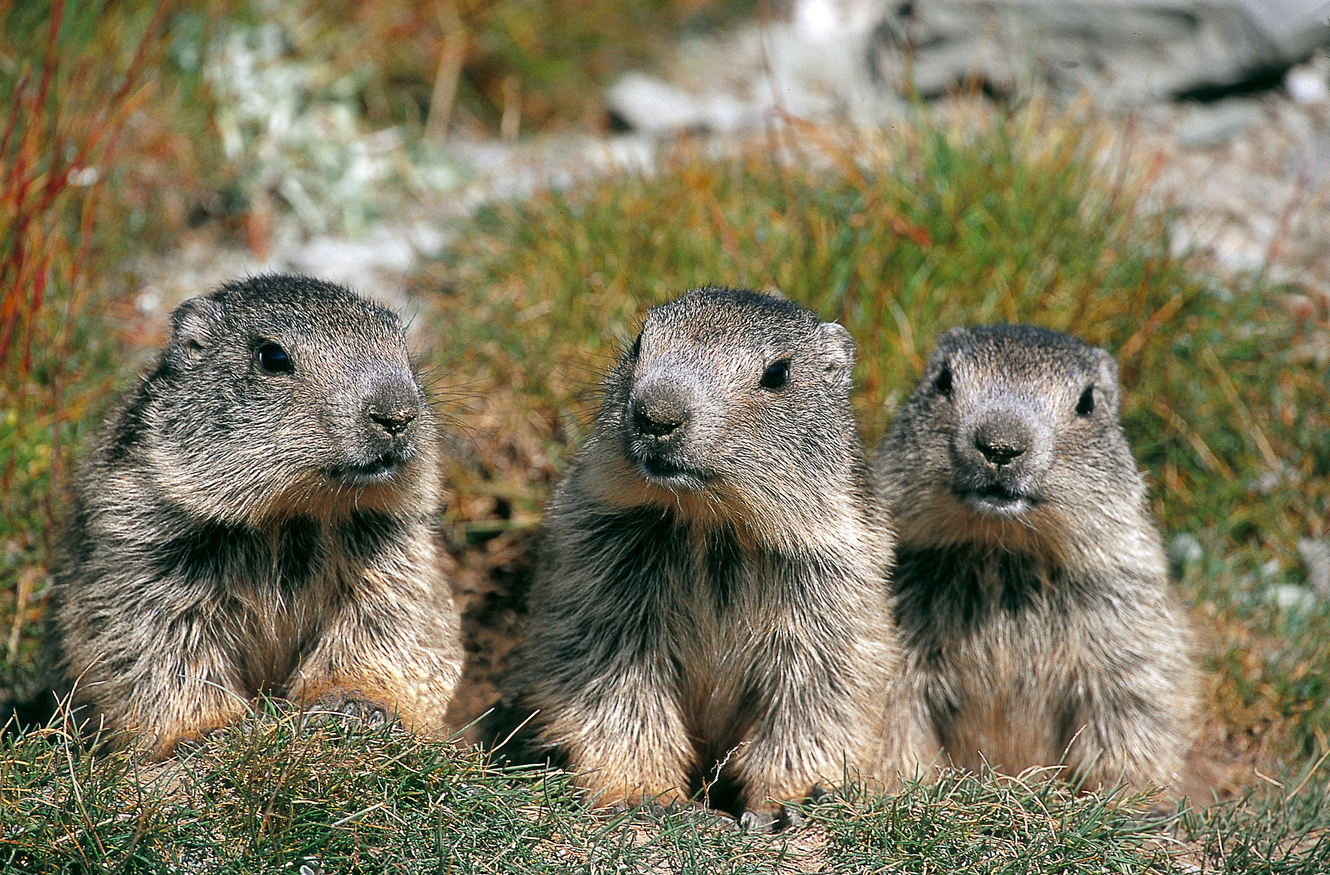Le clan des marmottes : film en refuge