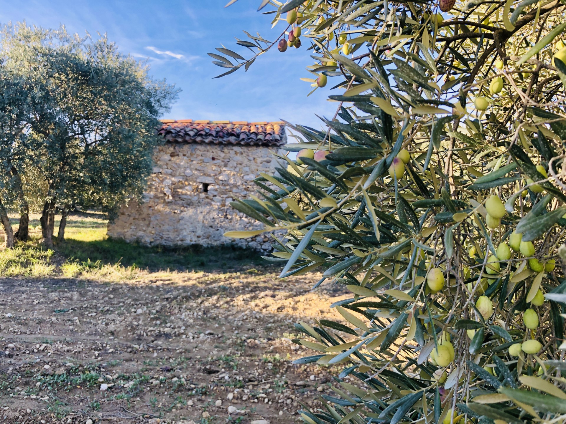 Visite patrimoniale avec dgustation d'huile d'olive bio