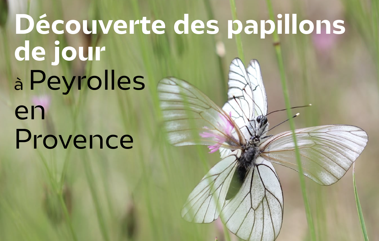 Dcouverte des papillons de jour en Provence