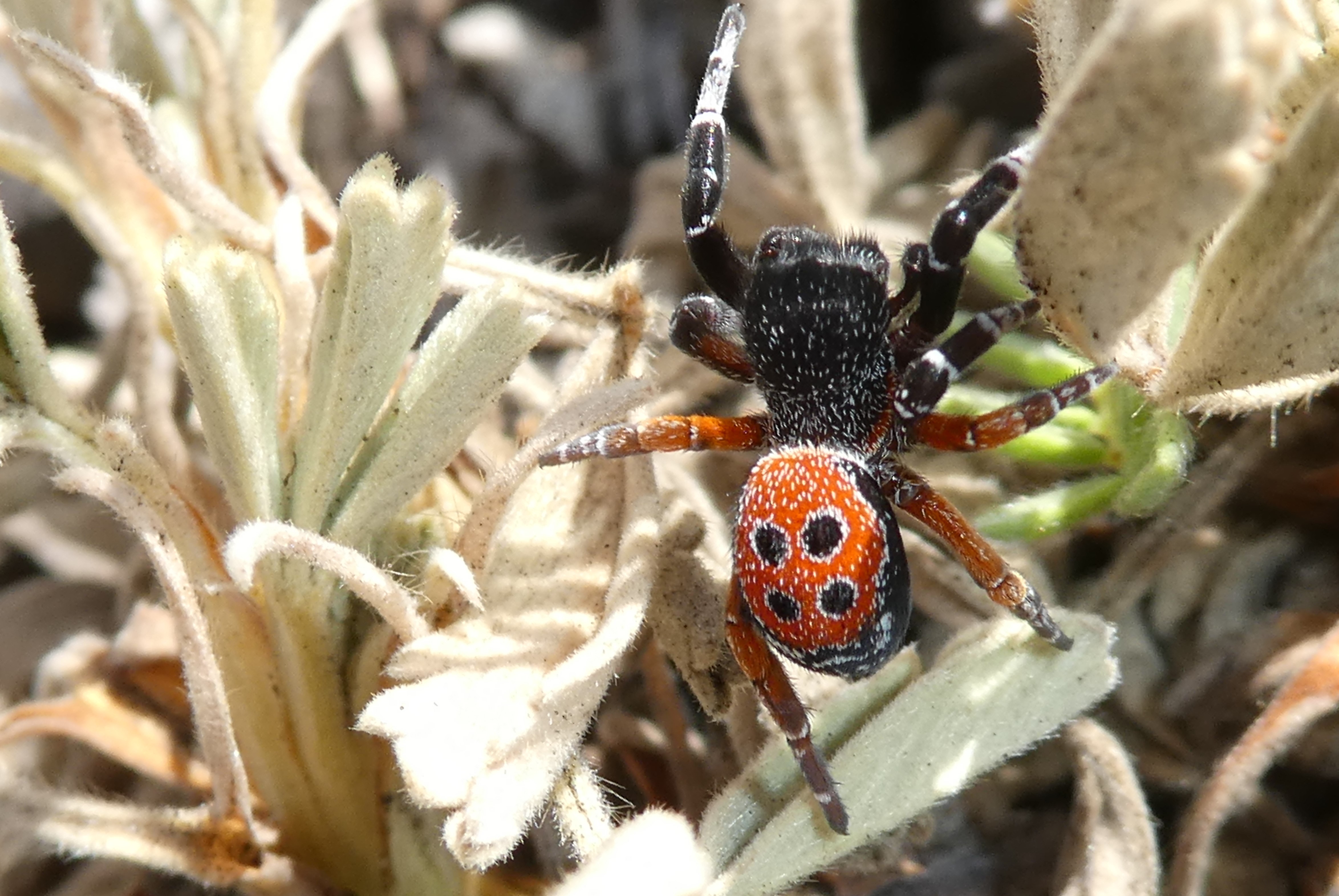 Biodiversit du plateau de Calern