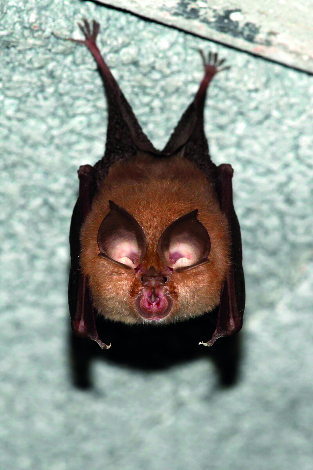Chiroptres et zones humides  Aubignan