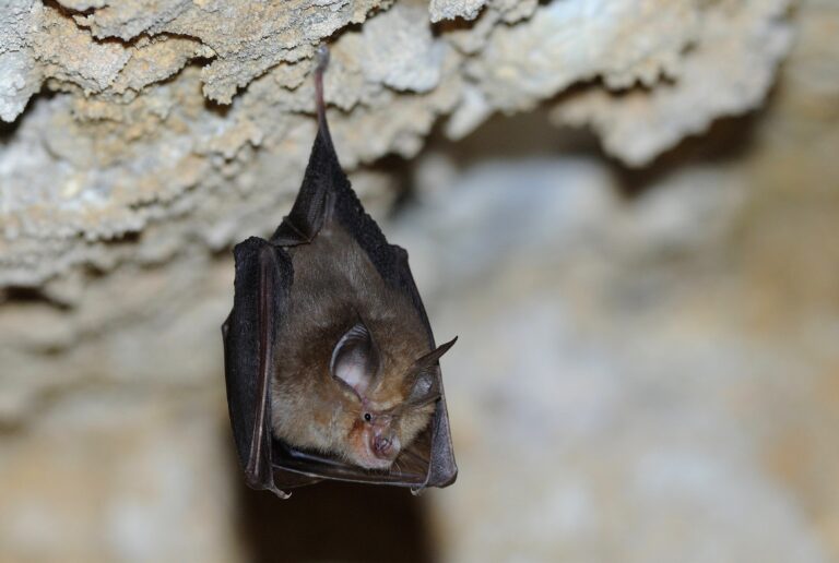 Chiroptres et zones humides  Monteux