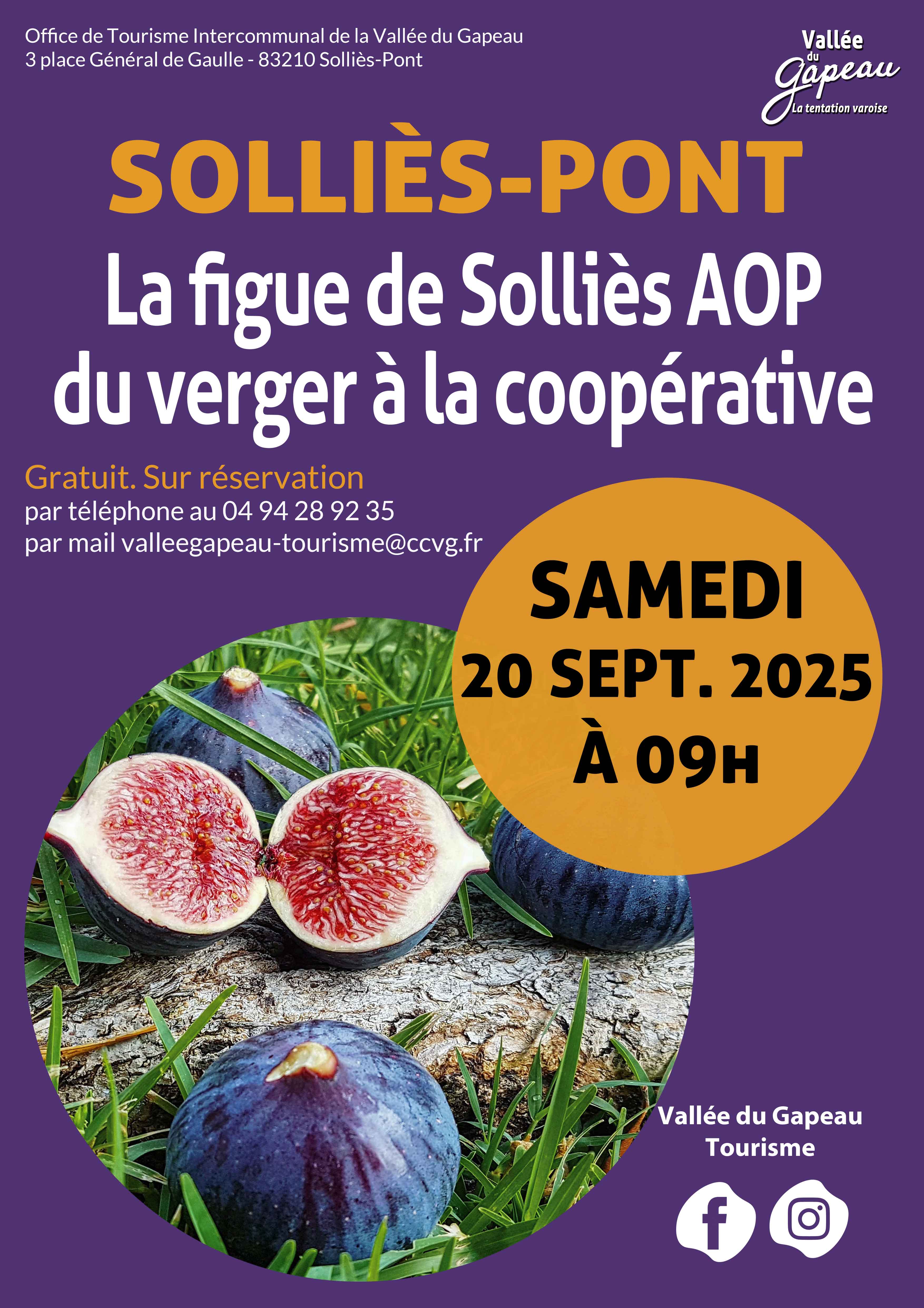 La figue de Sollis AOP, du verger  la cooprative