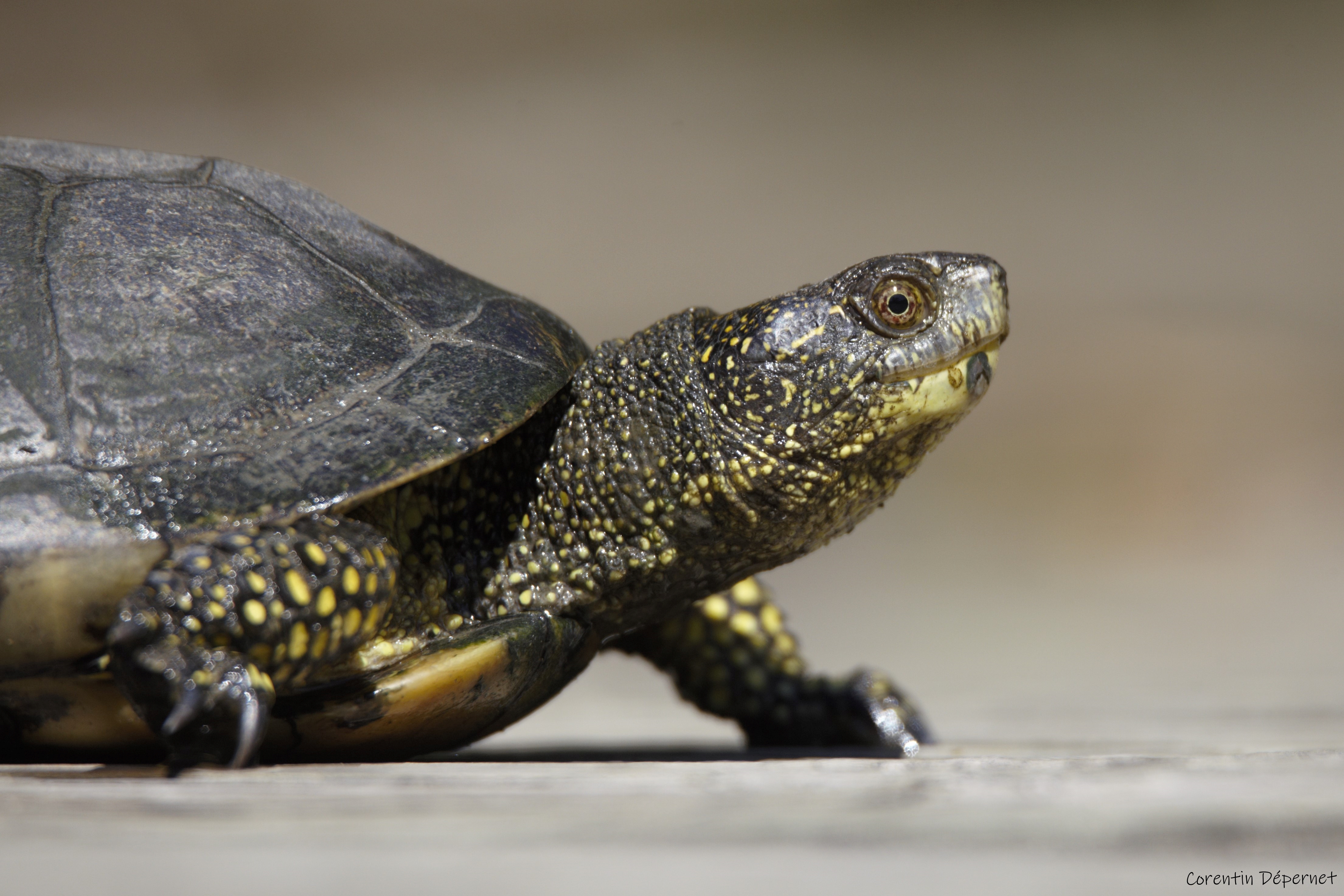 A la d�couverte de la tortue Cistude d'Europe