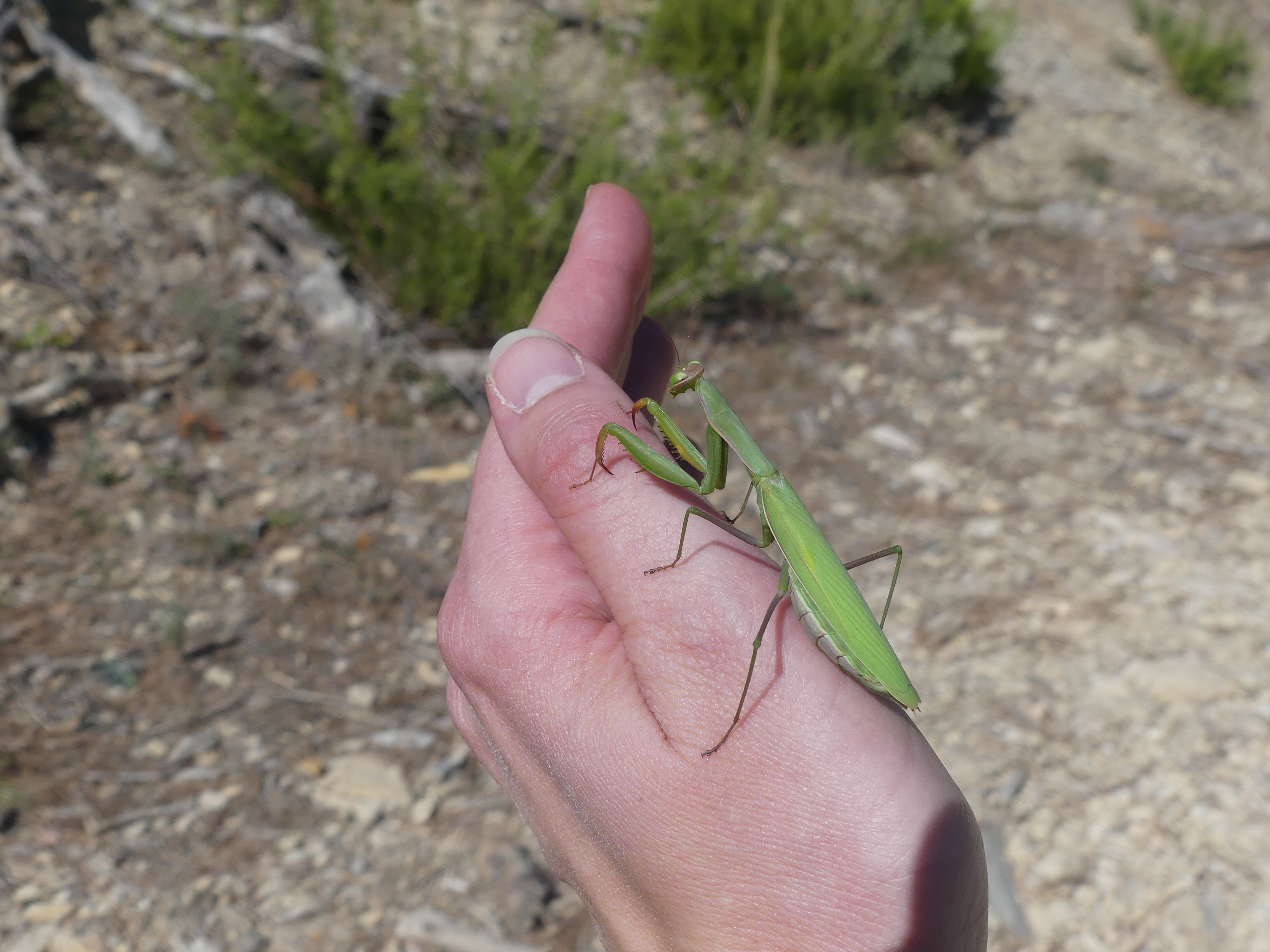 A la dcouverte des insectes du jardin