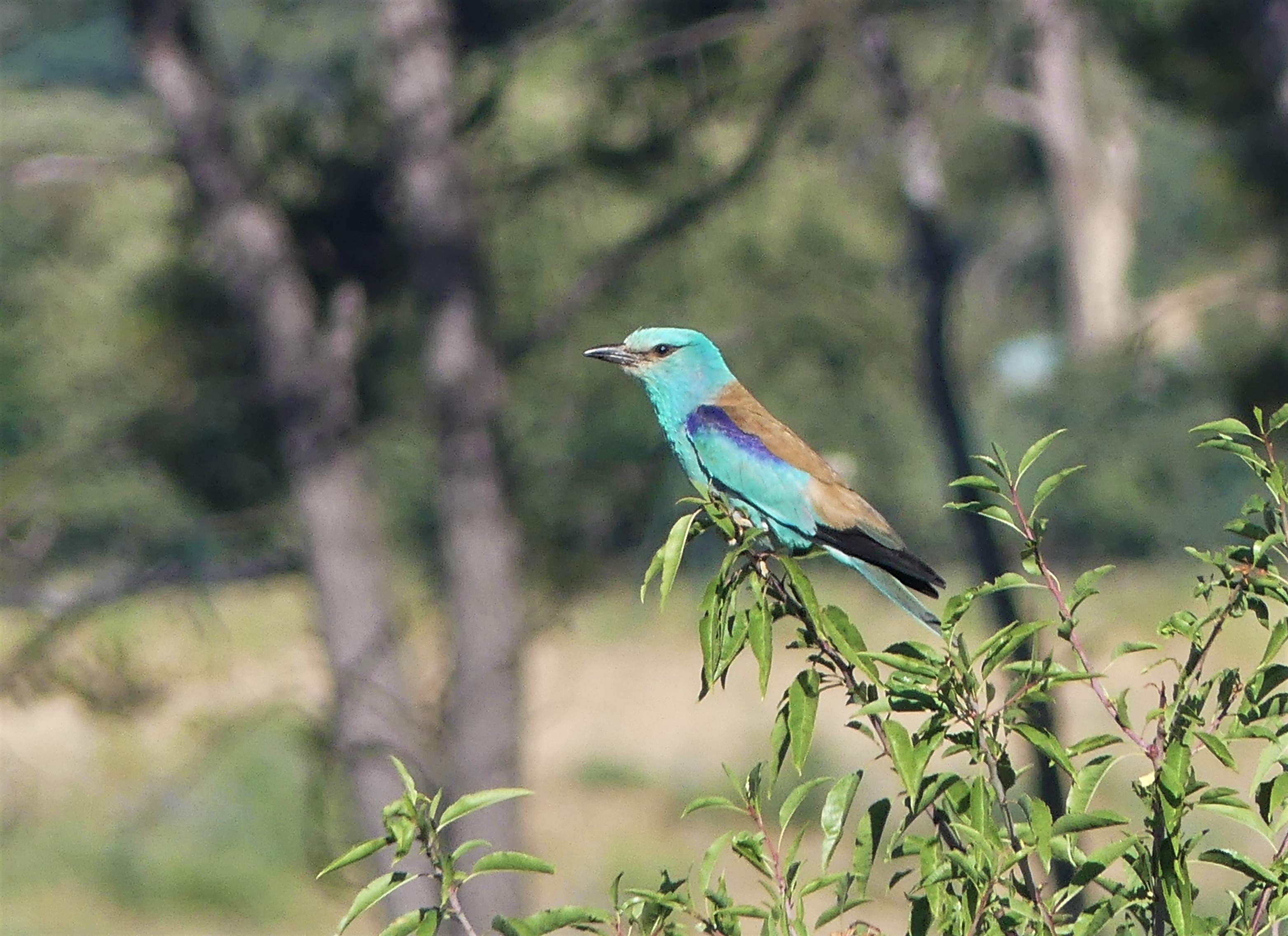 Sortie nature sur les oiseaux de la Durance  Cadenet