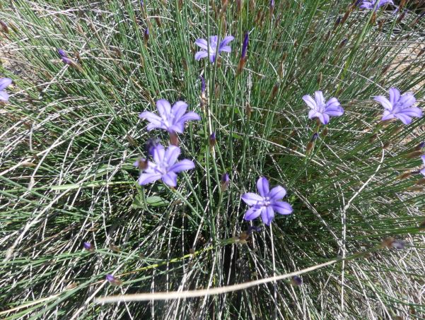 Sortie plantes sauvages comestibles  Grambois