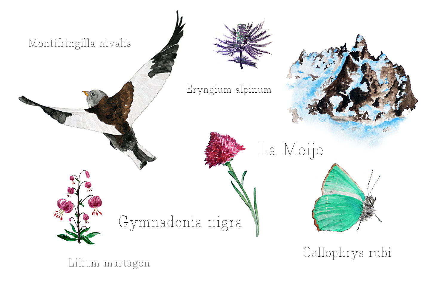 Stage d'aquarelle naturaliste