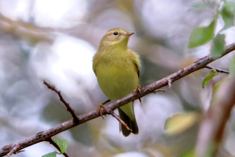 Sortie ornithologie au Parc de Vaugrenier