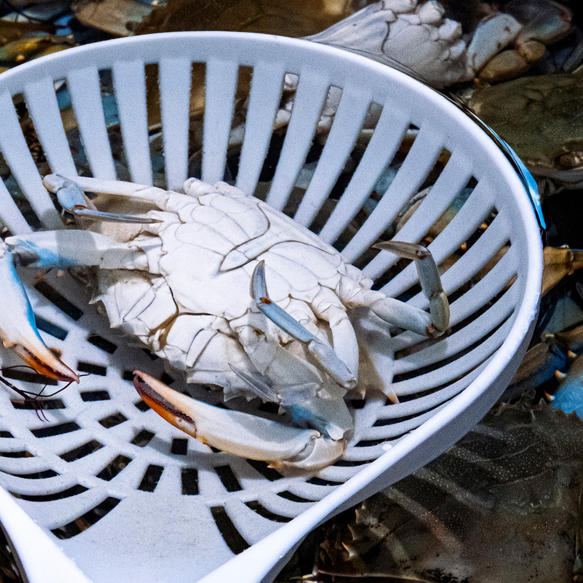 Panier de crabes bleus, odysse culinaire
