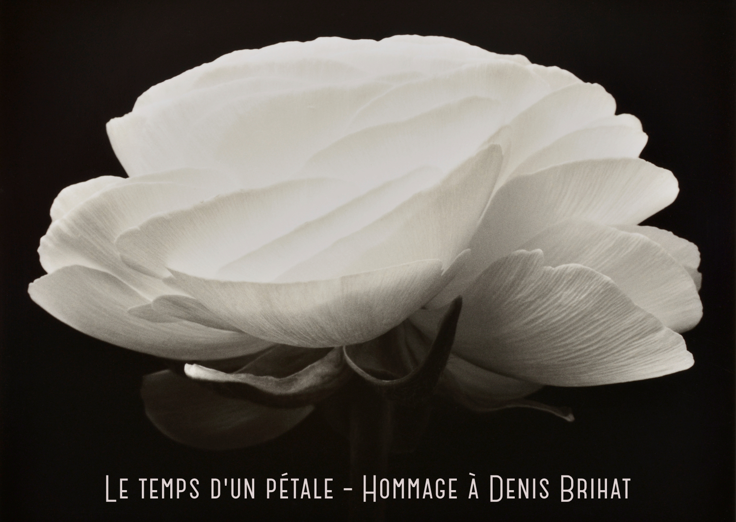 Le temps d'un ptale