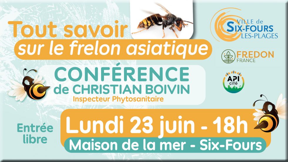 Tout savoir sur le Frelons Asiatique