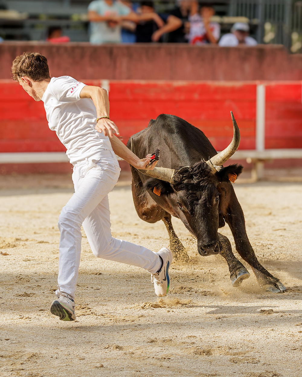 De Joseph dArbaud  la course Camarguaise - Exposition