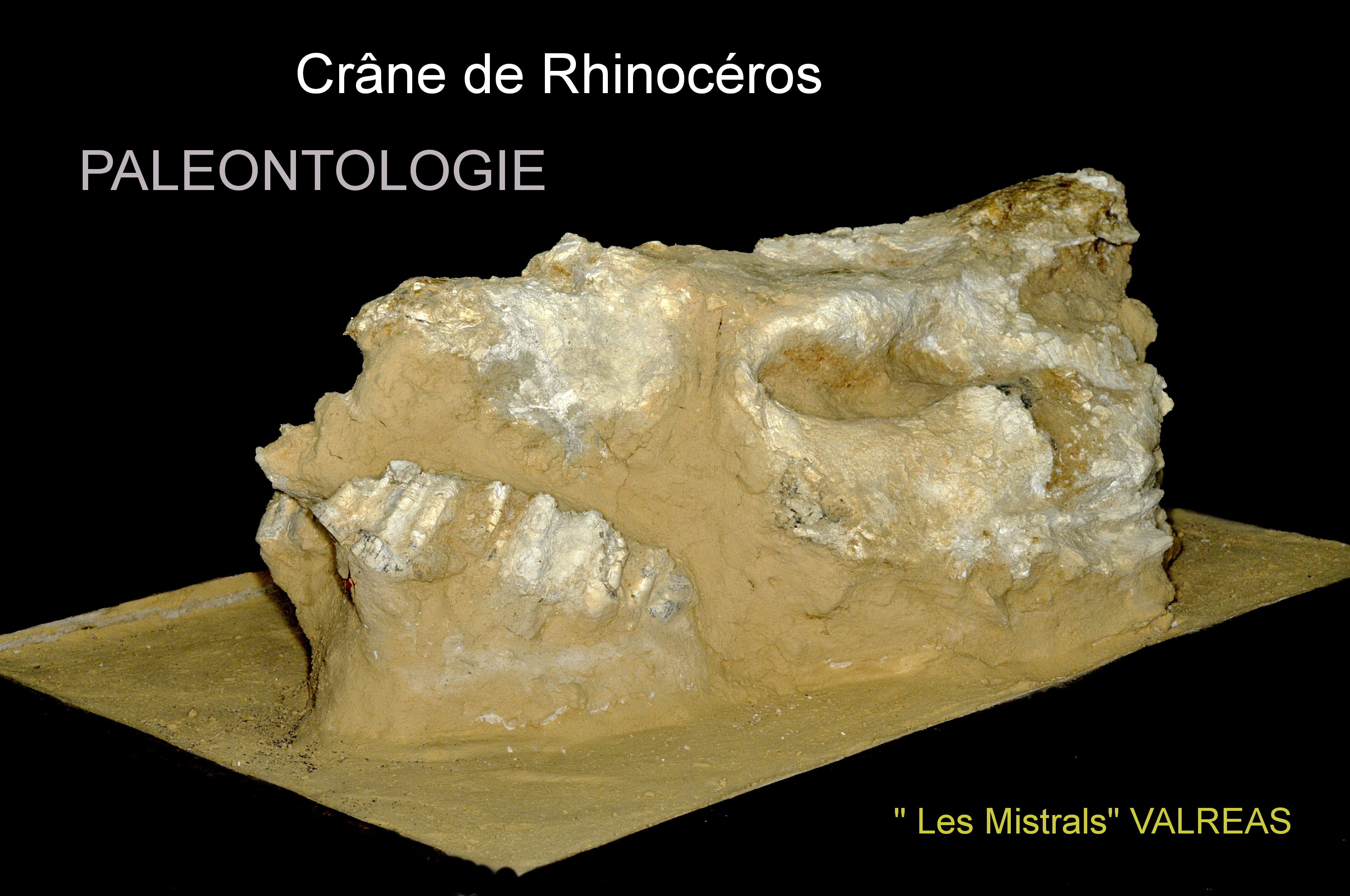 Les Jeudis de l'Archologie