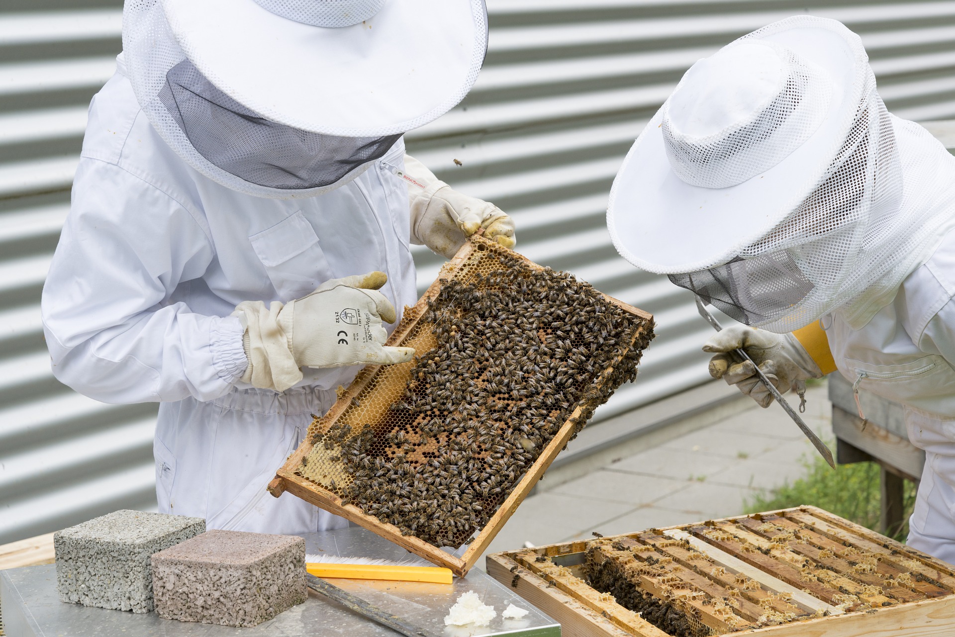 Stage en apiculture 