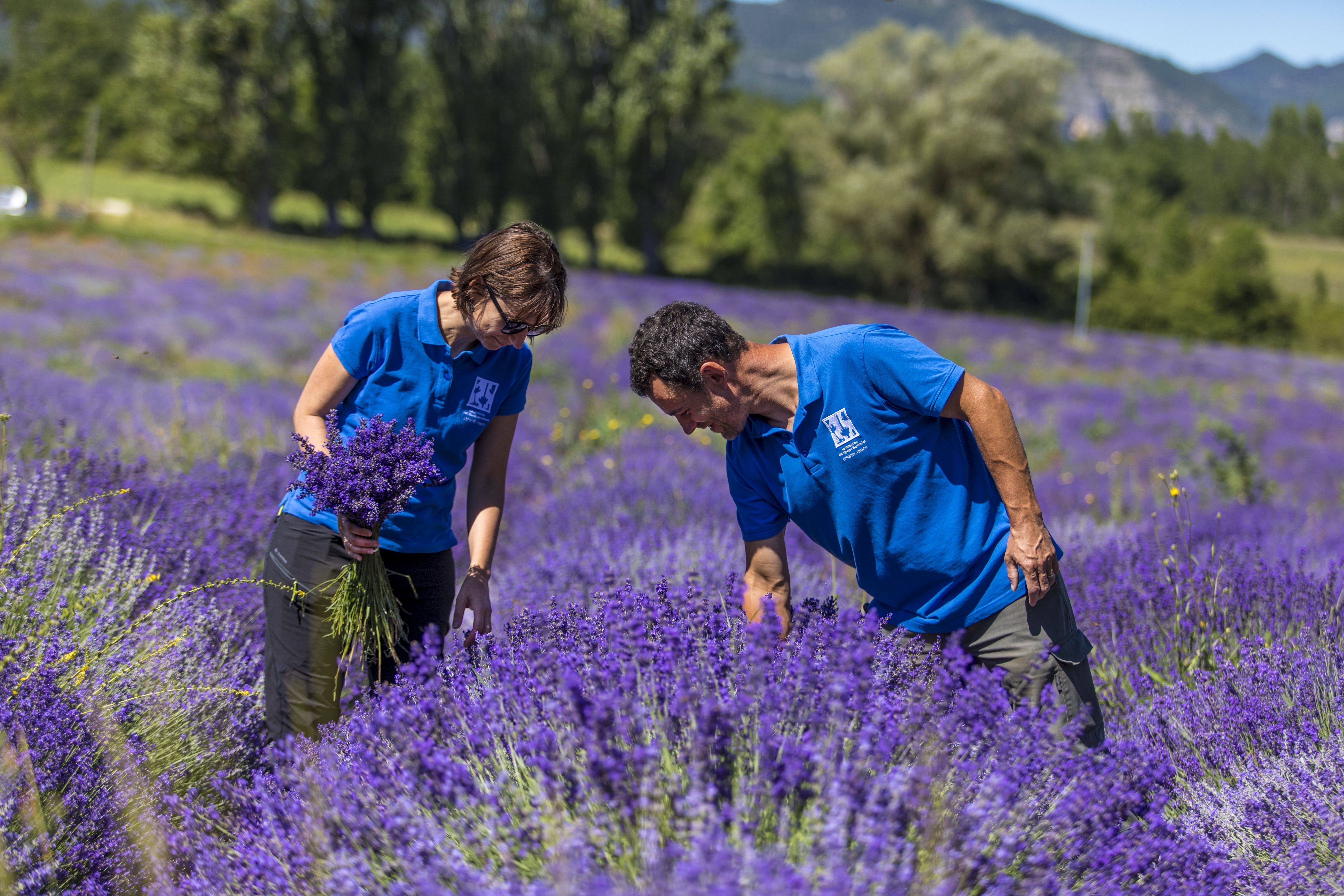 Lancement de floraison - Lavanderaie des Hautes Baronnies