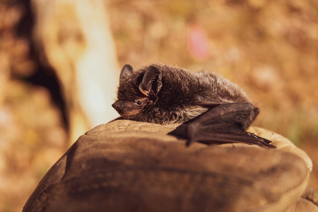 Rendez-vous nature : Le monde merveilleux des chauves-souris