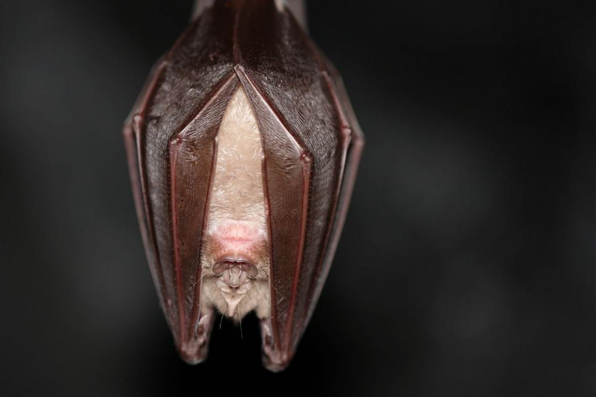 Projection-causerie : Une vie de grand rhinolophe