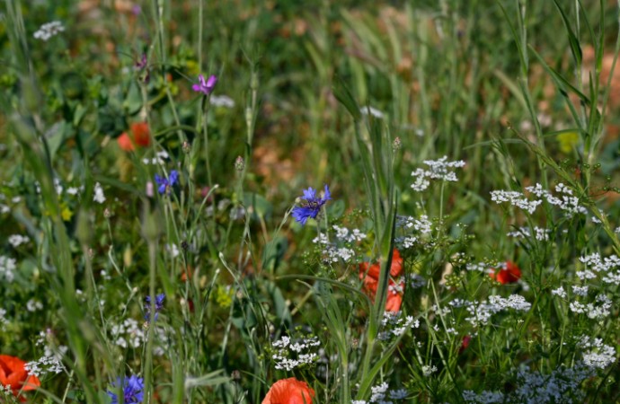 Confrence sur les plantes messicoles