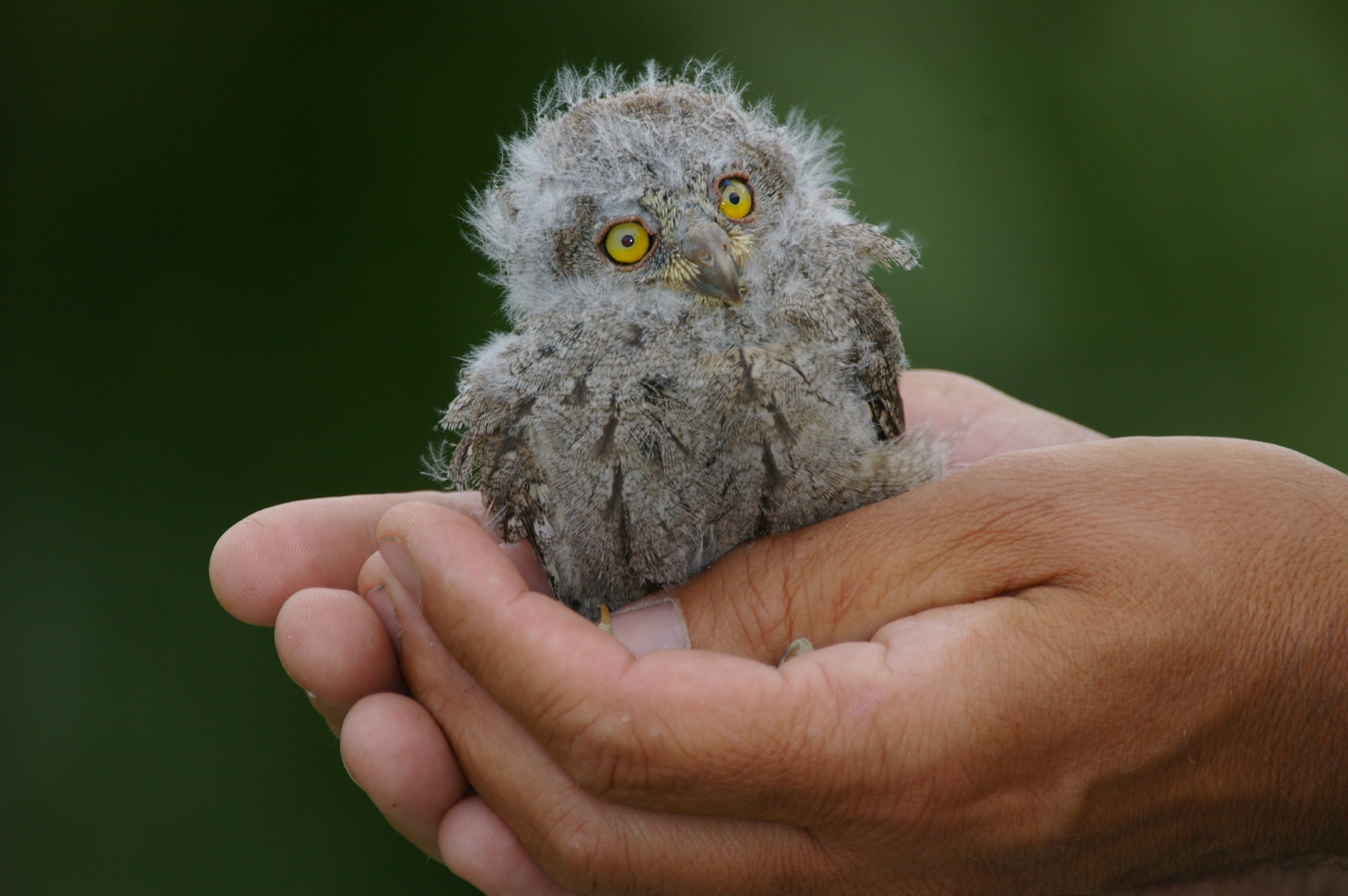 Exposition :  observons les oiseaux 