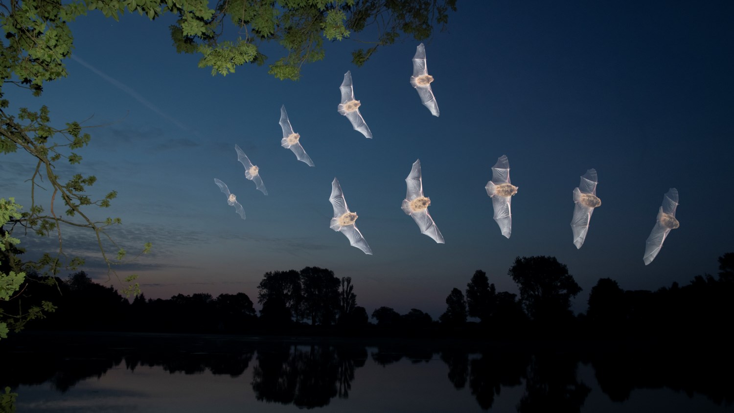 Suivis participatifs de chauves-souris en aot : Projet Rest-Chir'Eau