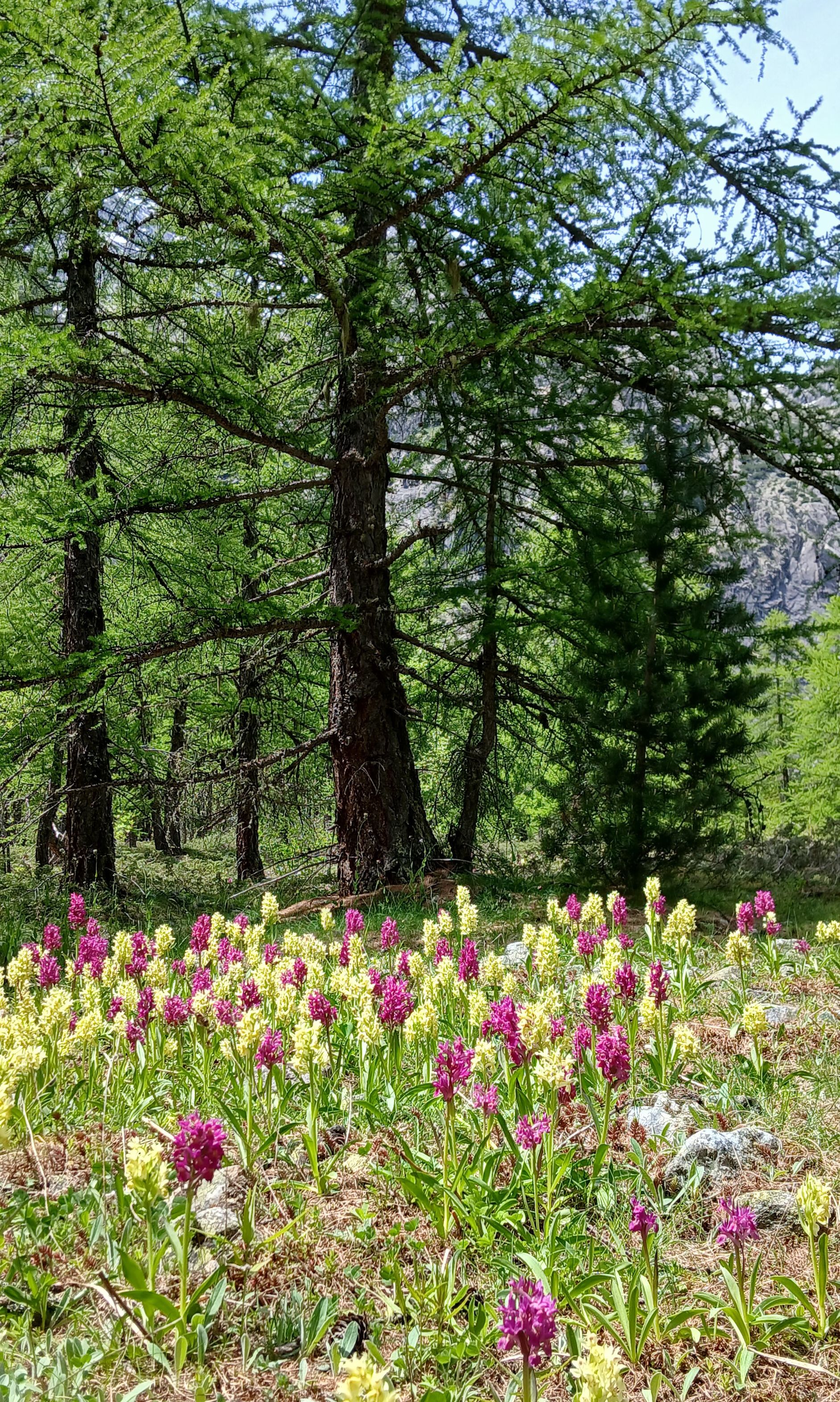 Balades  littraire  : Quand la nature inspire les crivains