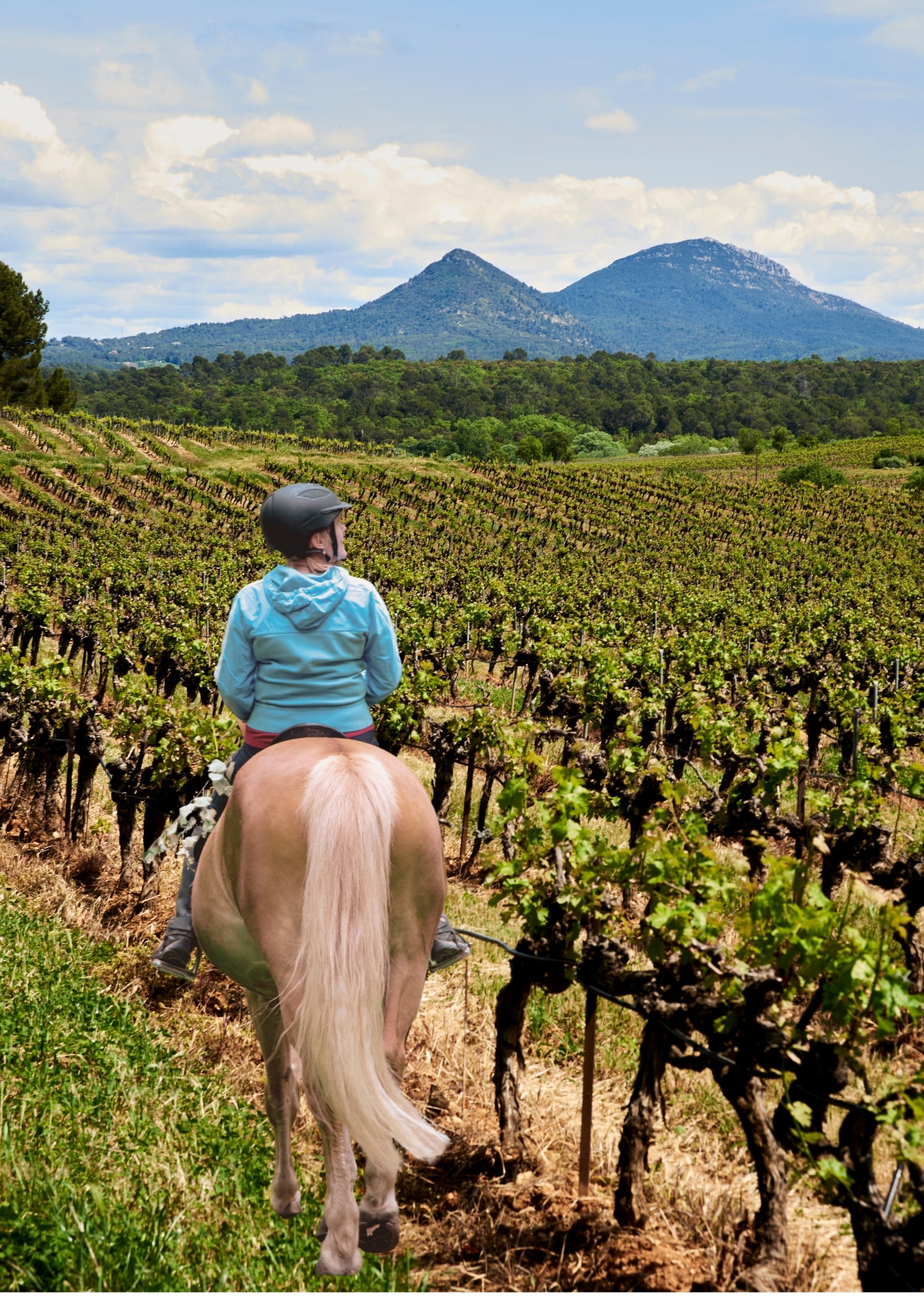 Balade questre au coeur des vignes | Vignobles en scne