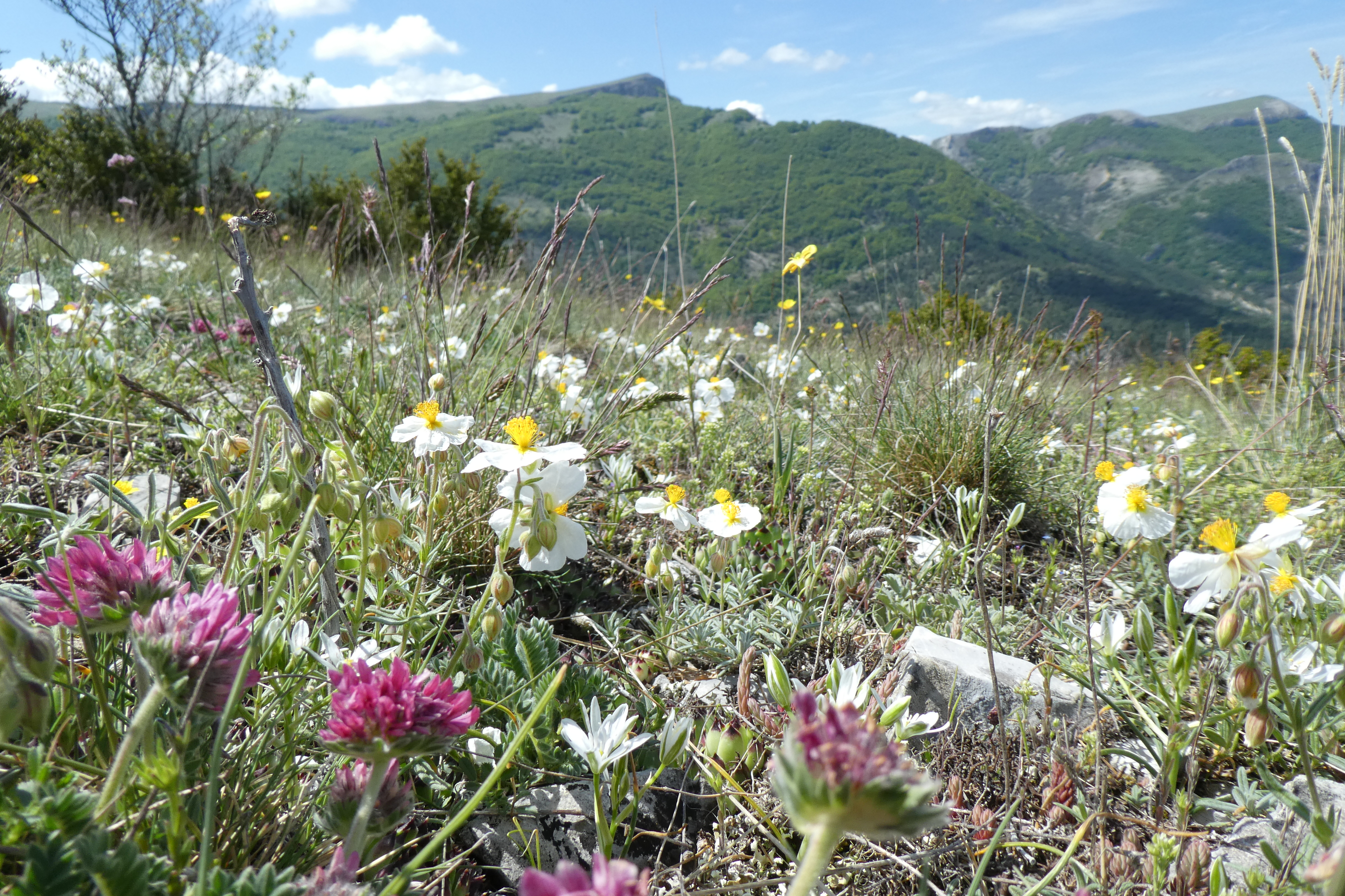 Cap sur la gologie des Baronnies provenales