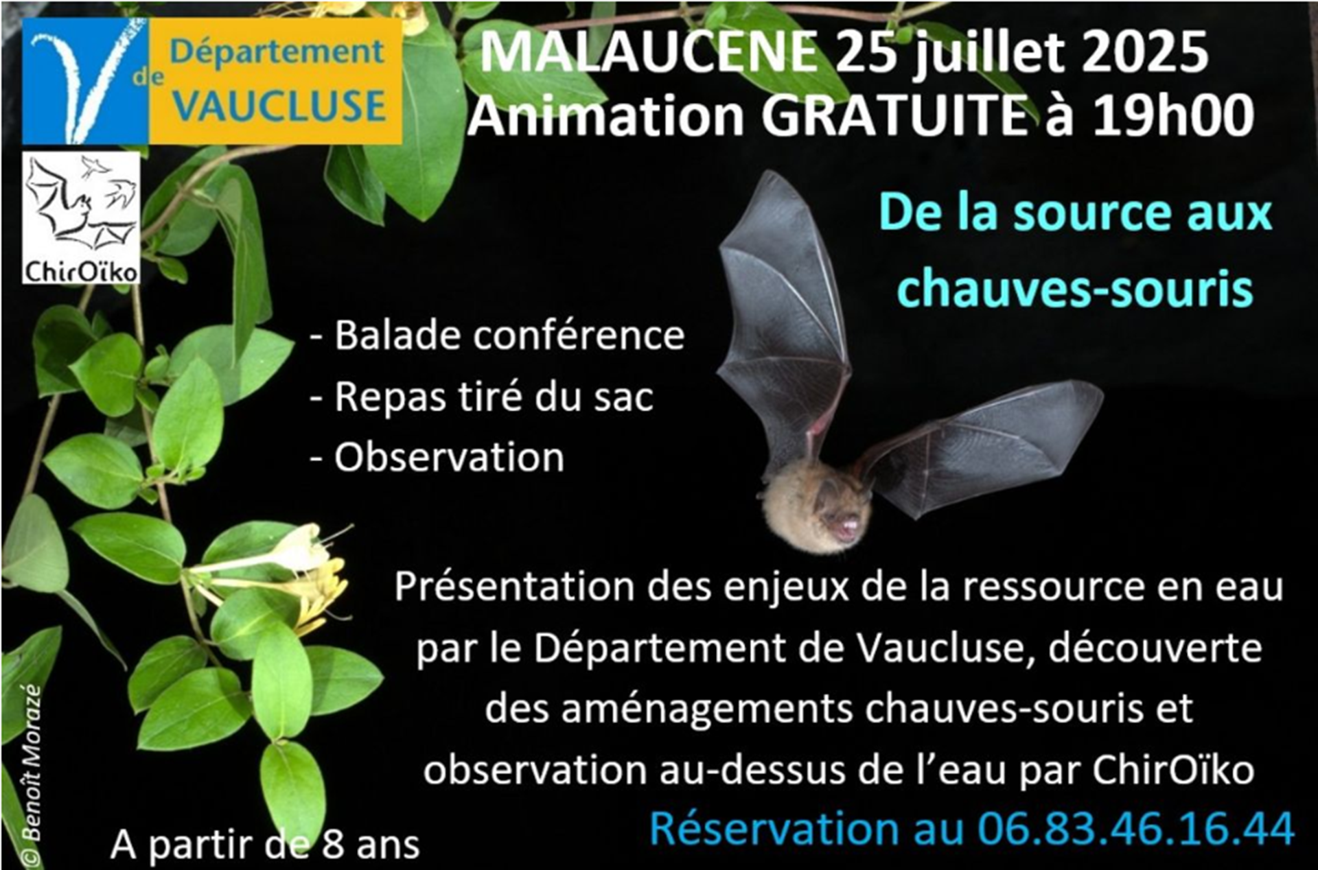 Animation chauves-souris