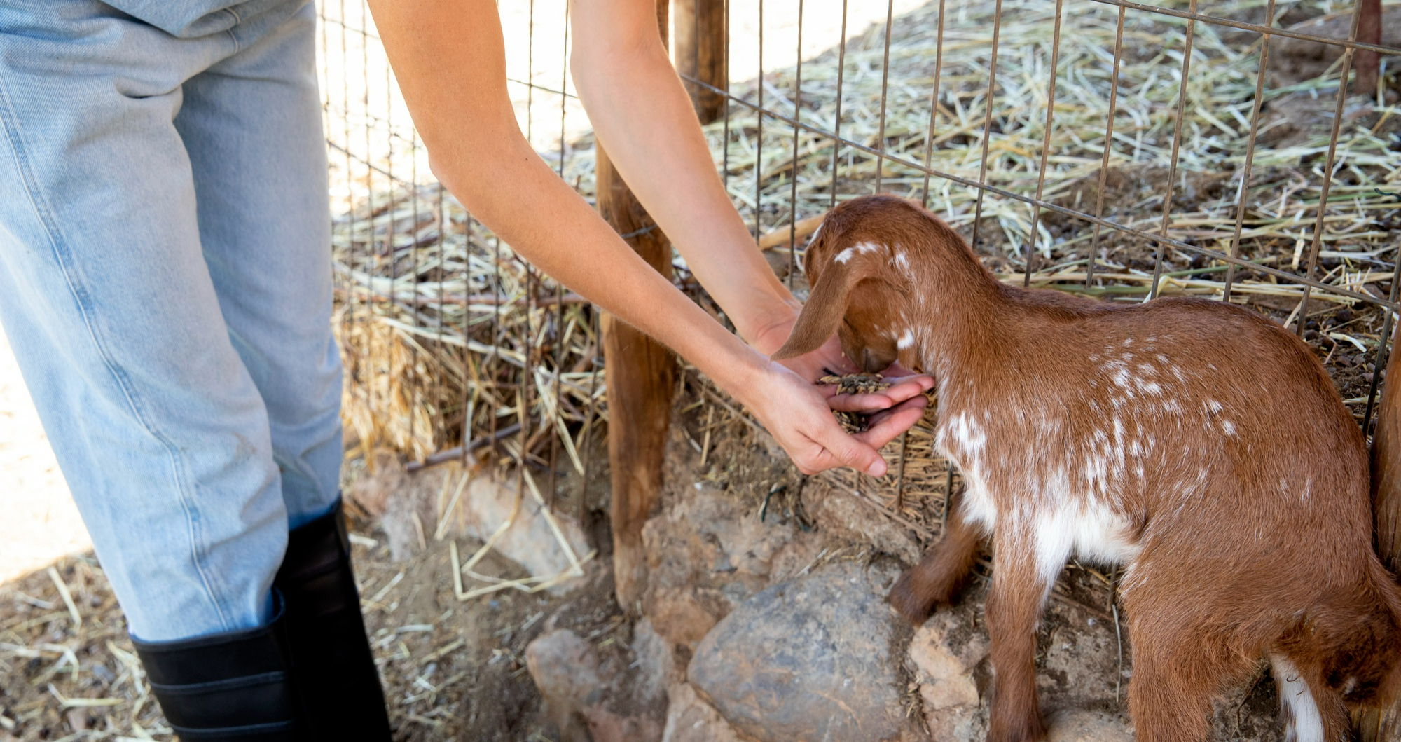 Atelier au Domaine d'Aimel : nourrissage des animaux