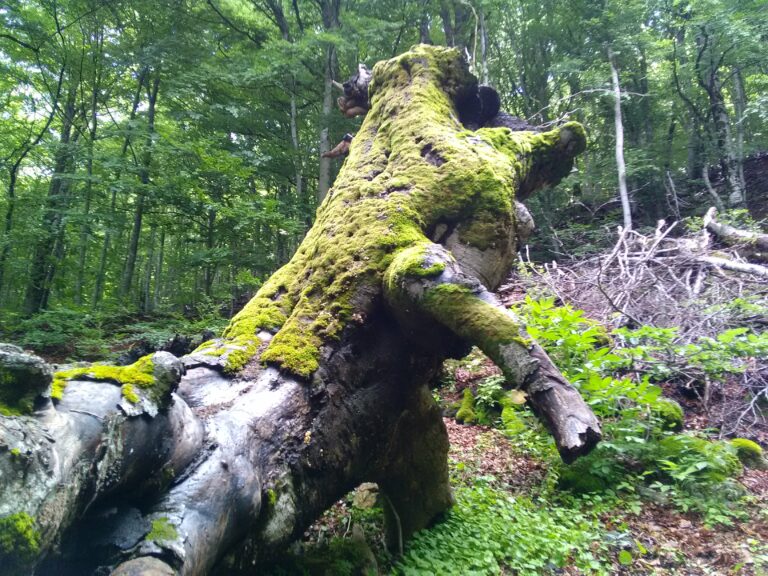 Le monde des vieux arbres