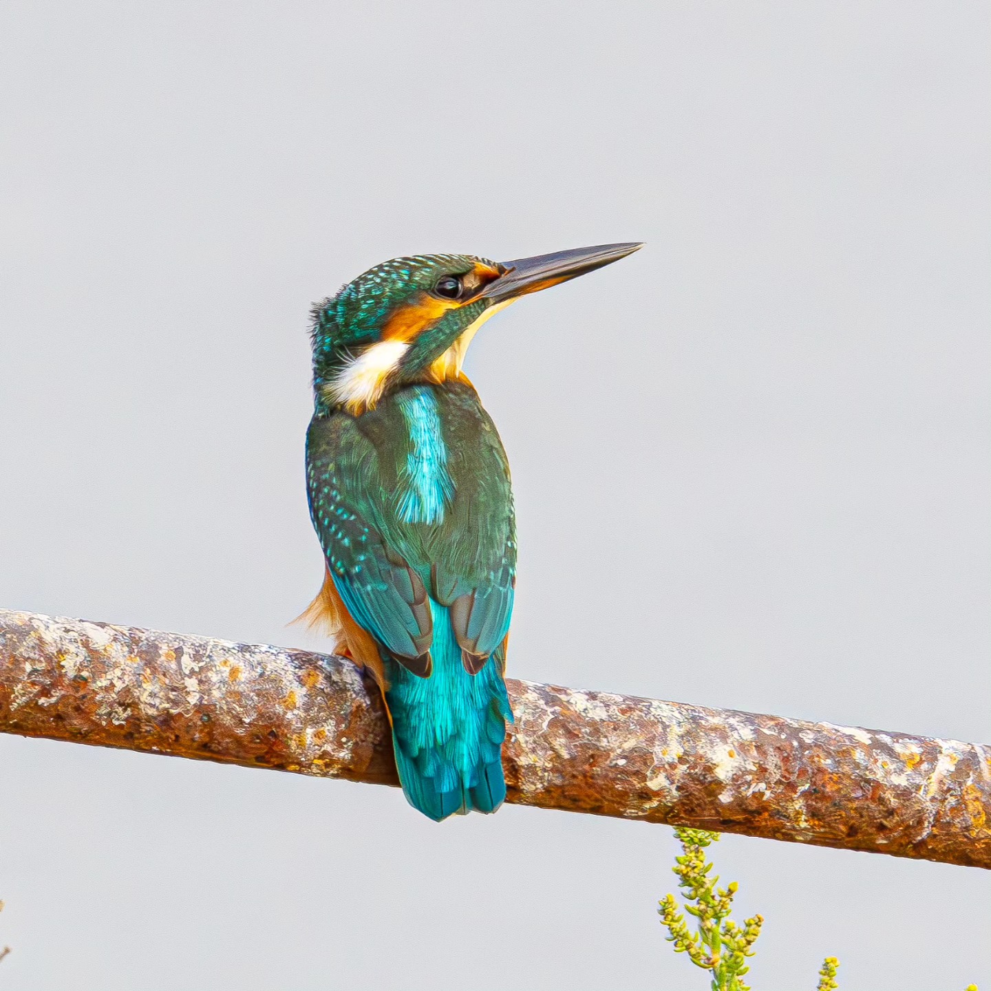 A la dcouverte des oiseaux des roselires et des marais