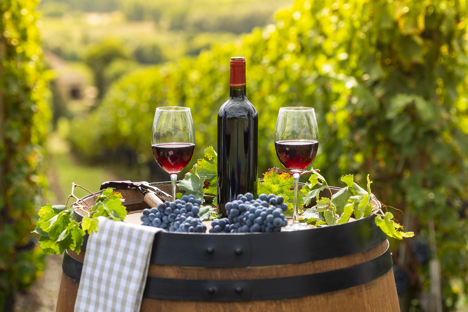 Rencontre culturelle : Du cep de vigne  la bouteille de vin