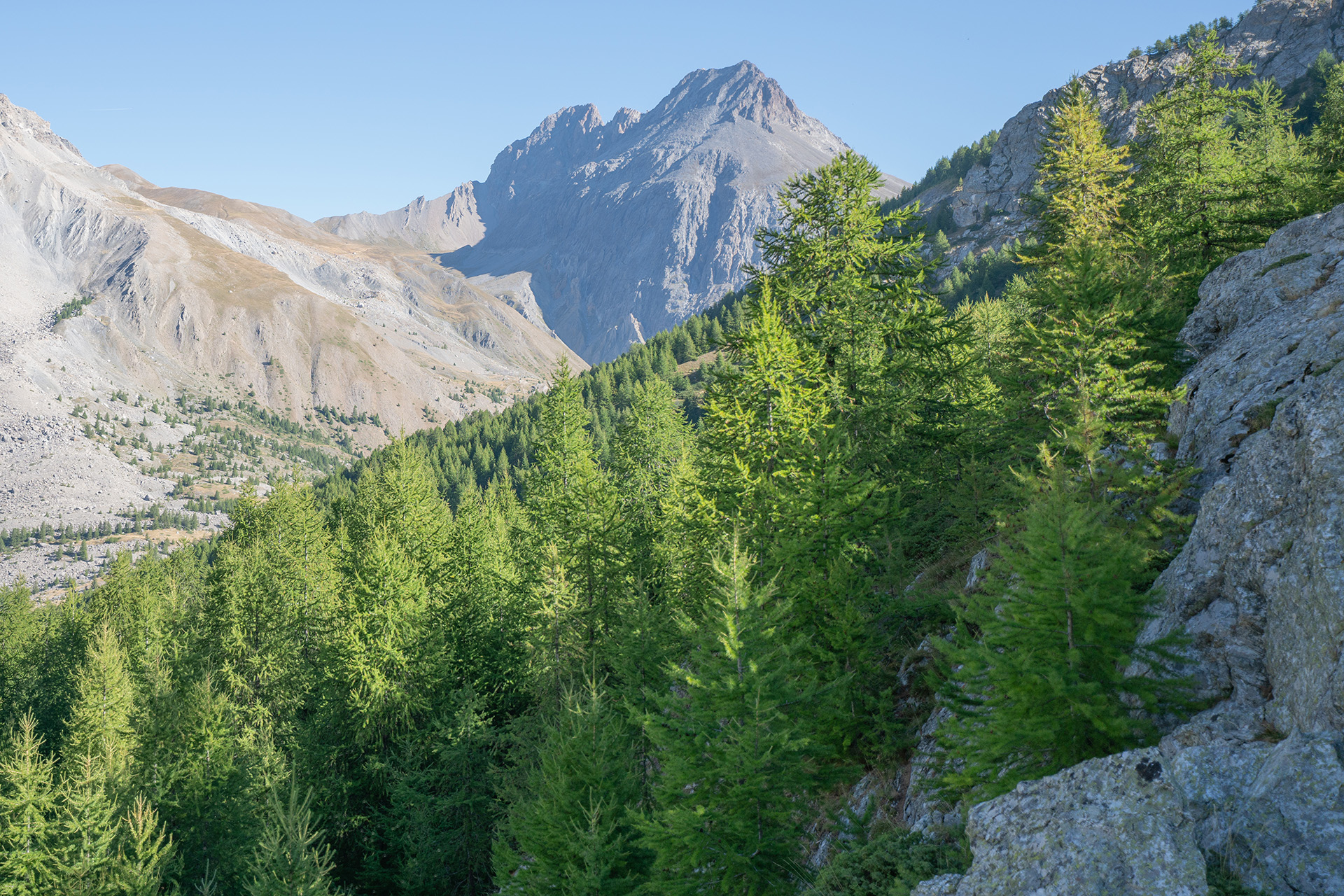 Rencontre culturelle :  la rencontre des arbres de nos forts
