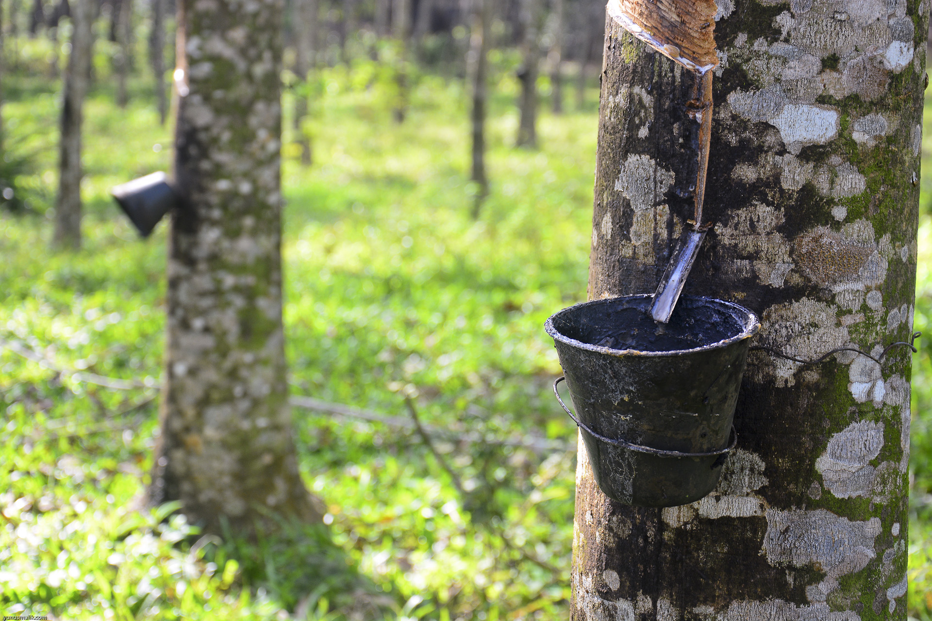 Rencontres culturelles :  la dcouverte du mtier de gemmeur forestier