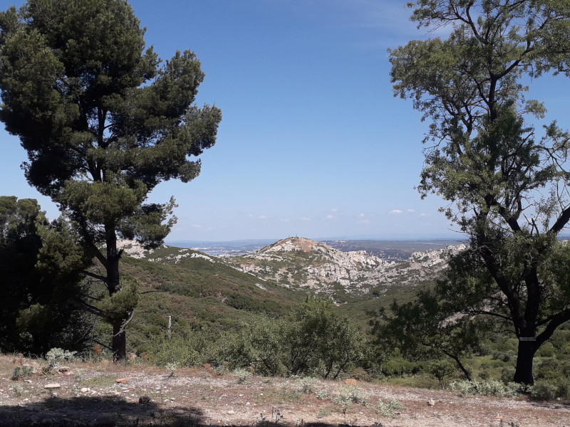 Sortie nature du Musum : dcouverte de la flore et de la gologie du massif de la Nerthe