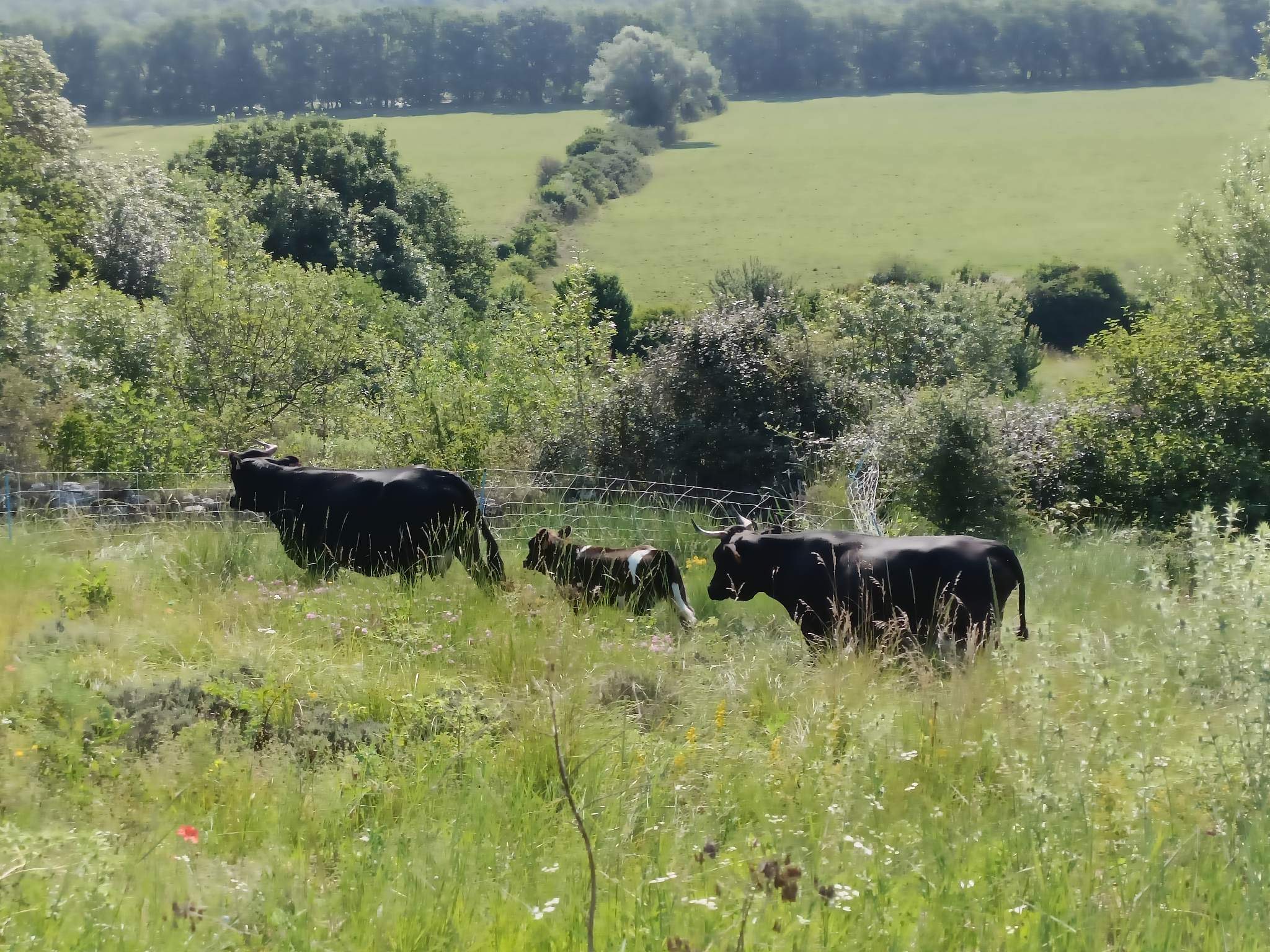 Visite guide de la ferme