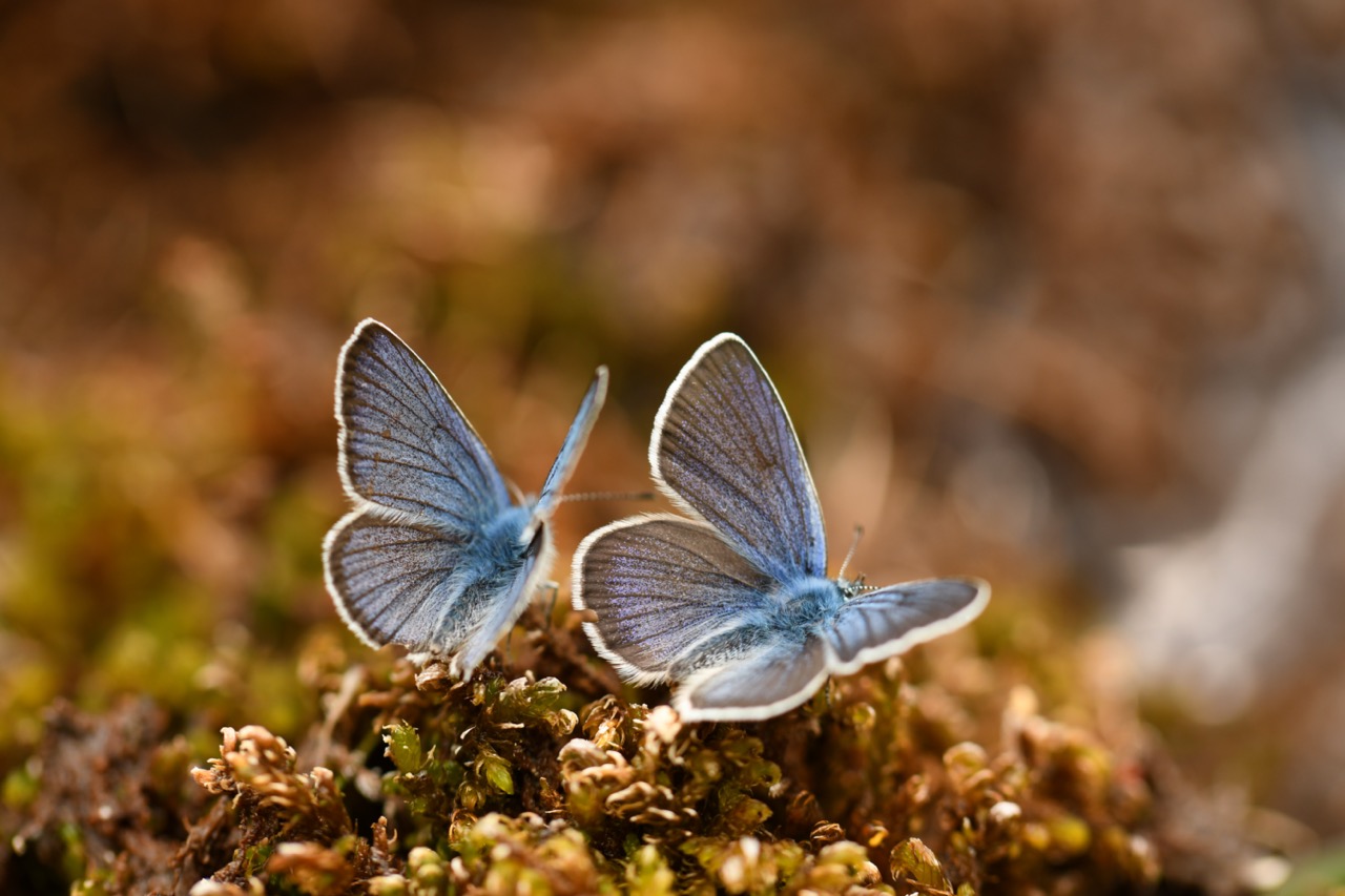 Biodiversit : connatre pour protger